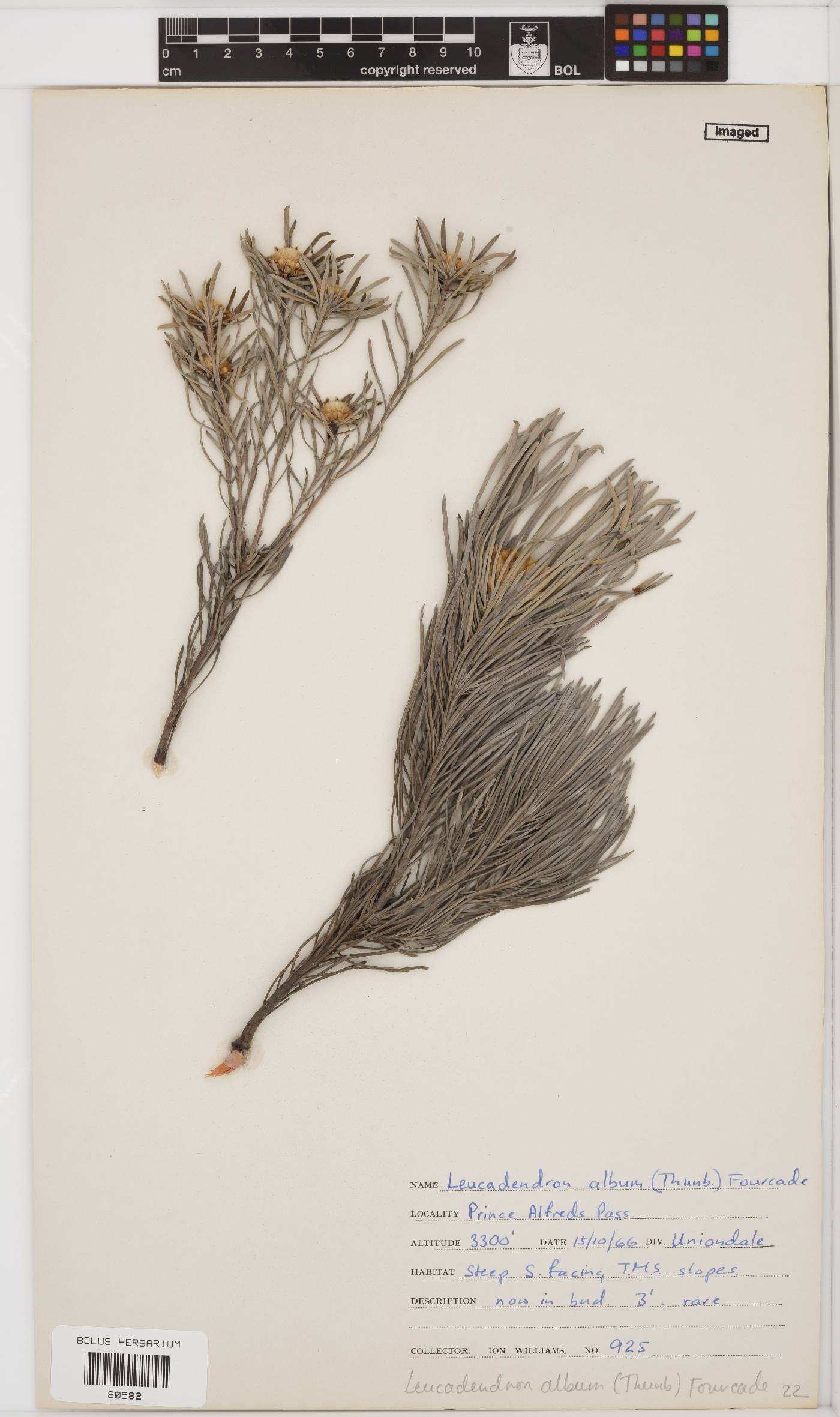 Leucadendron album image