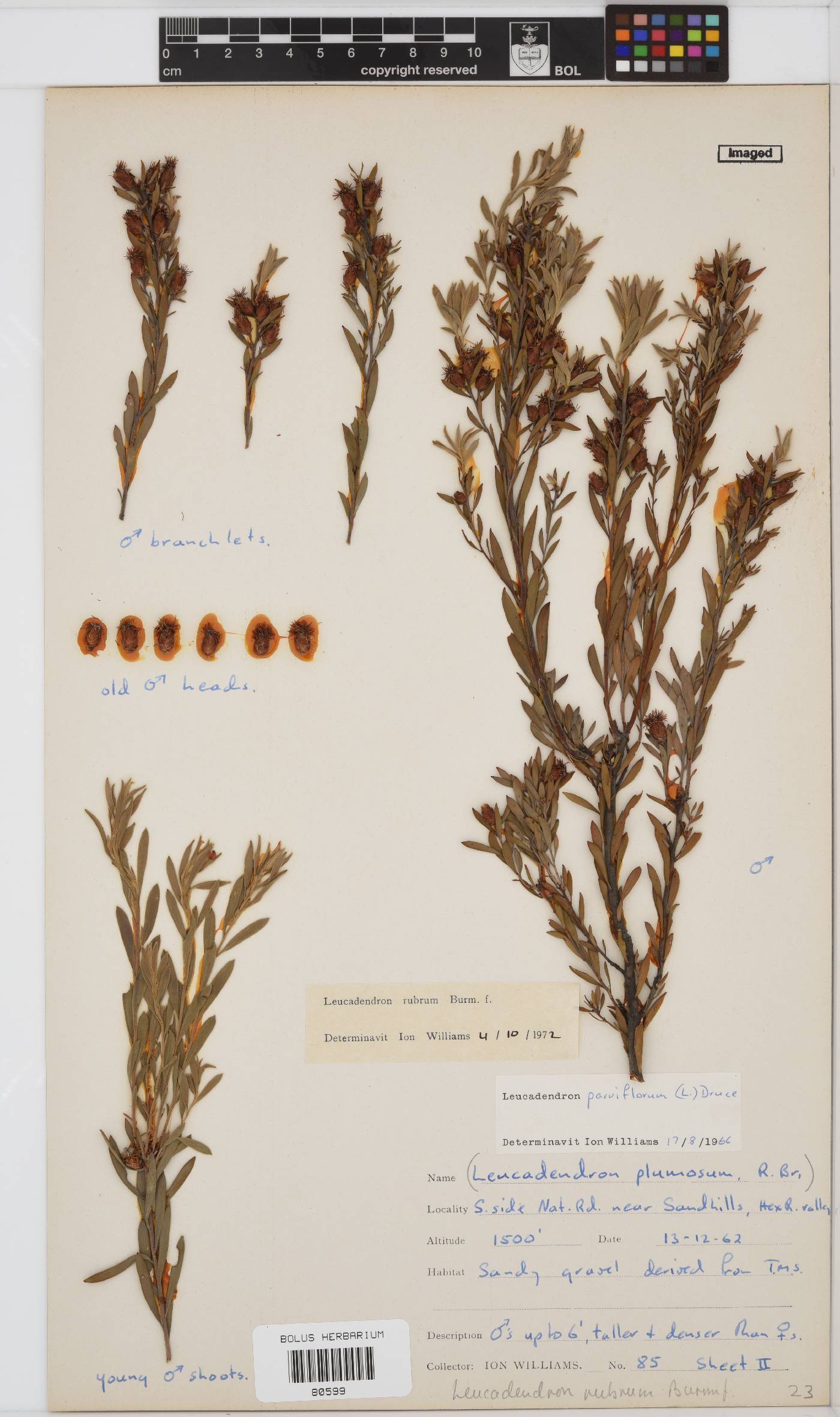 Leucadendron rubrum image