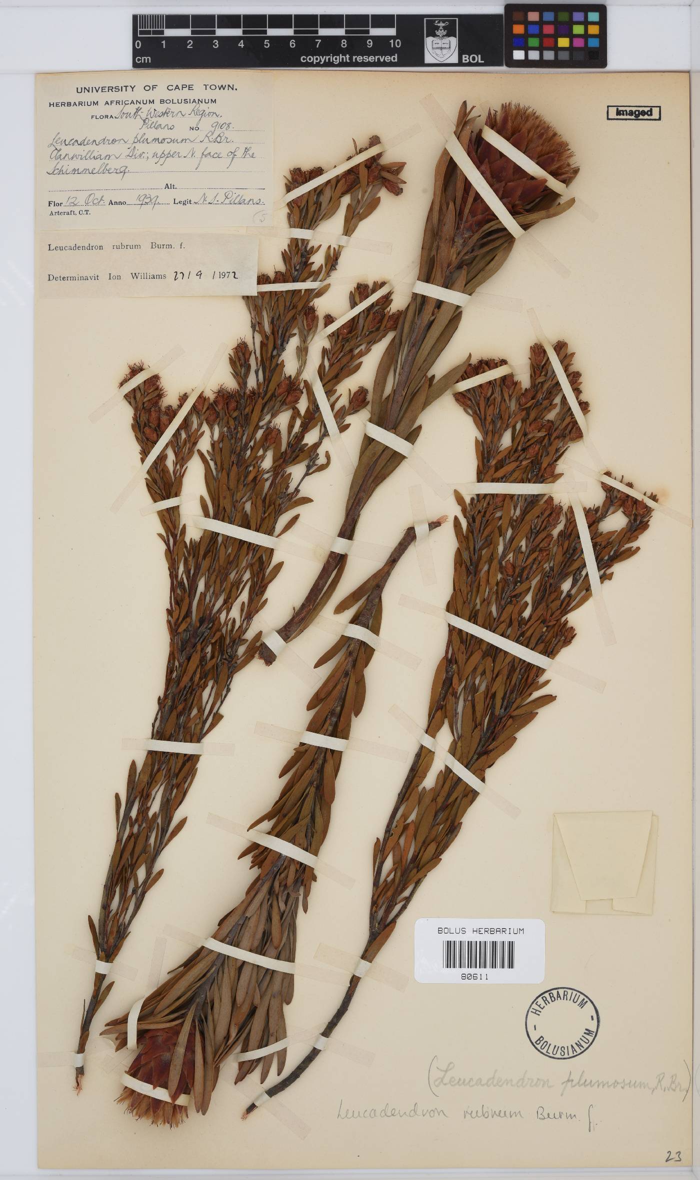 Leucadendron rubrum image