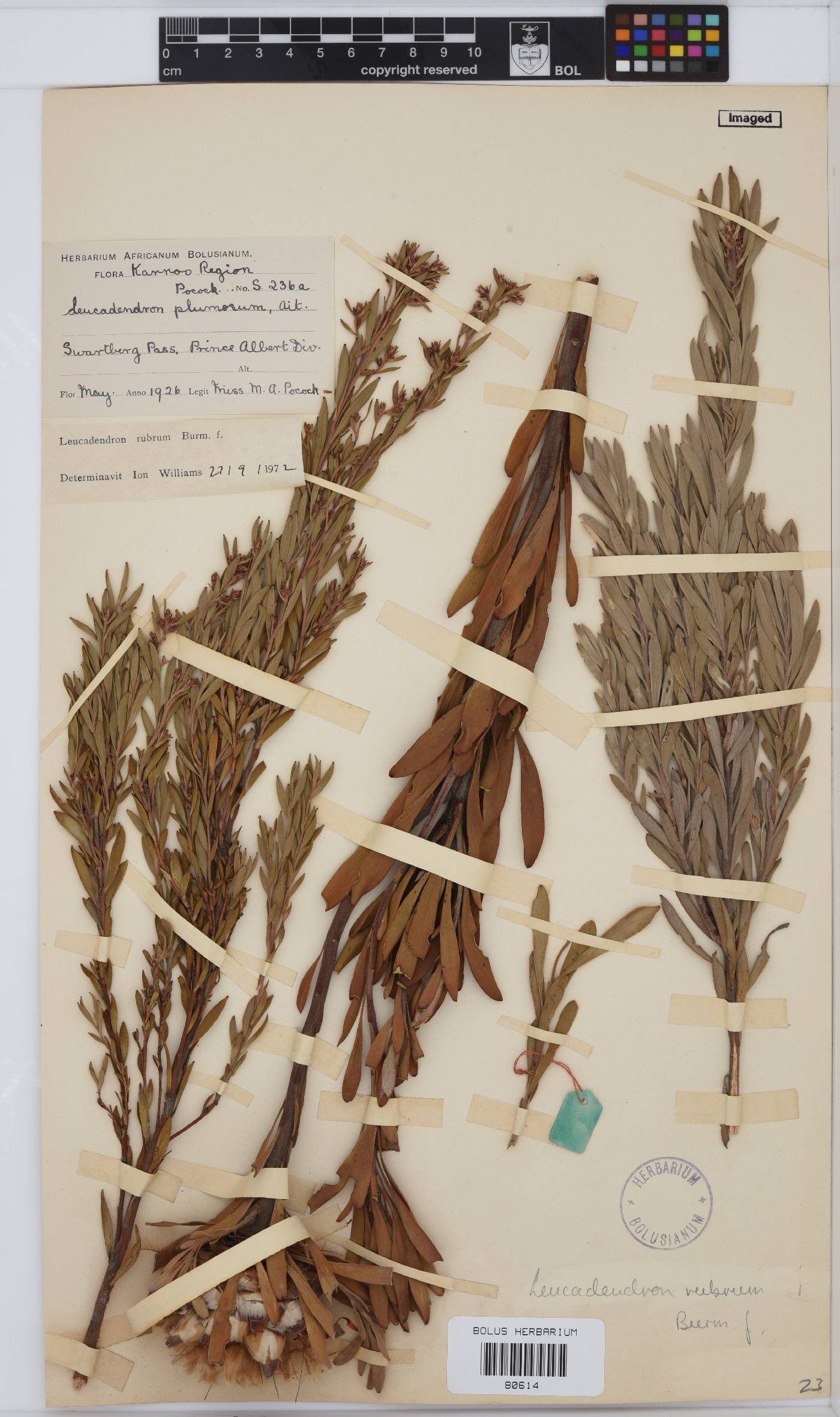 Leucadendron rubrum image