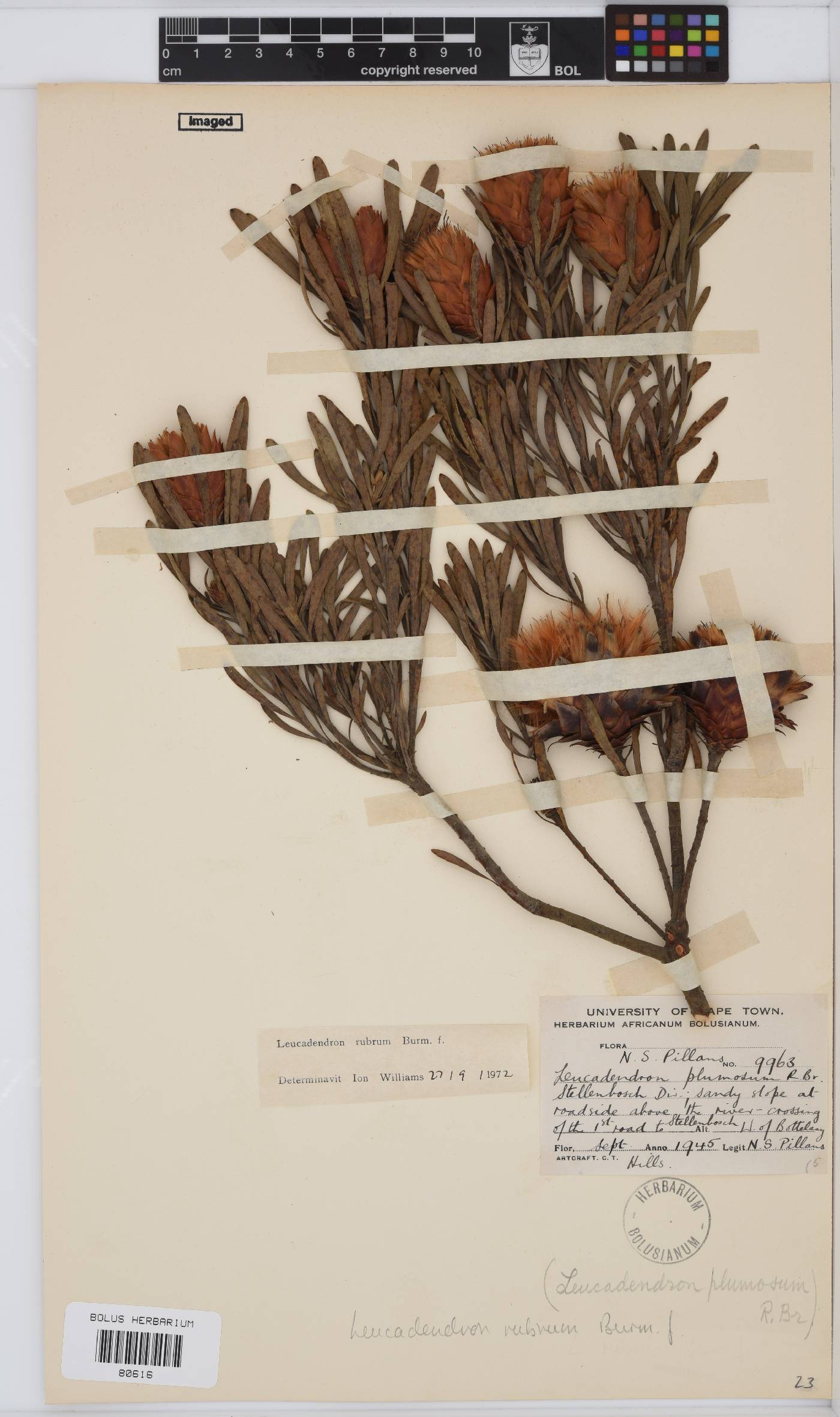 Leucadendron rubrum image