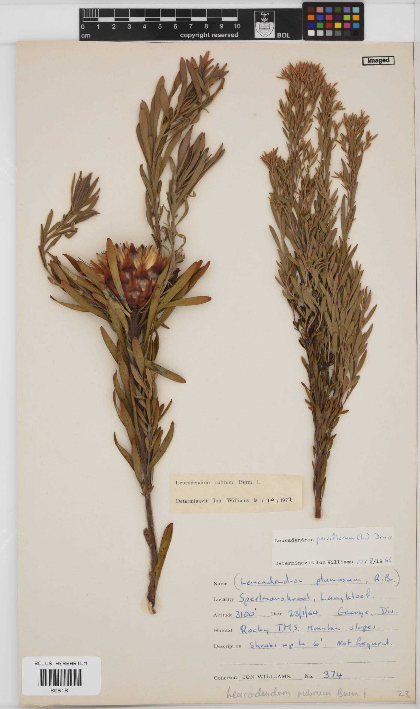 Leucadendron rubrum image