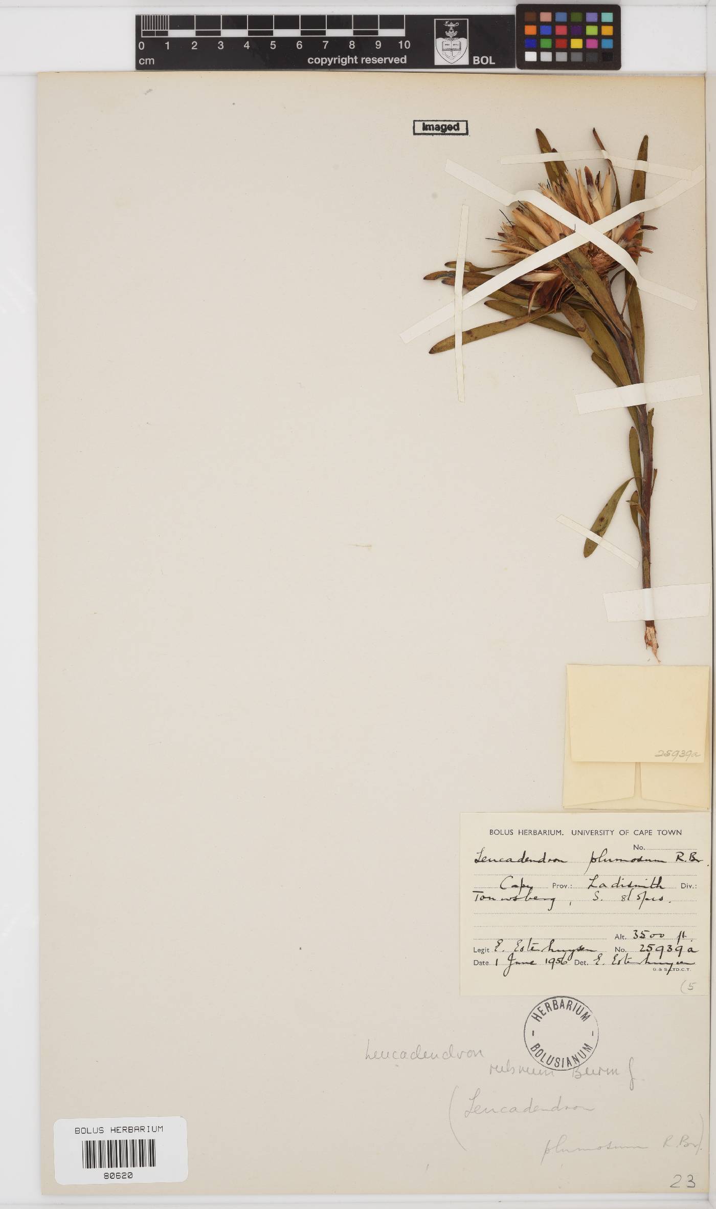 Leucadendron rubrum image