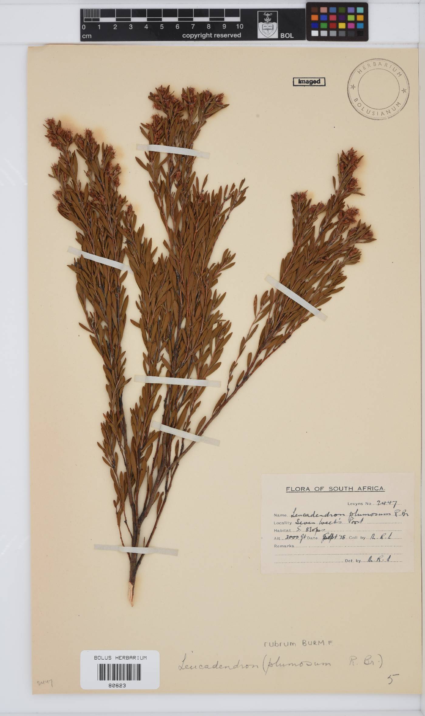 Leucadendron rubrum image