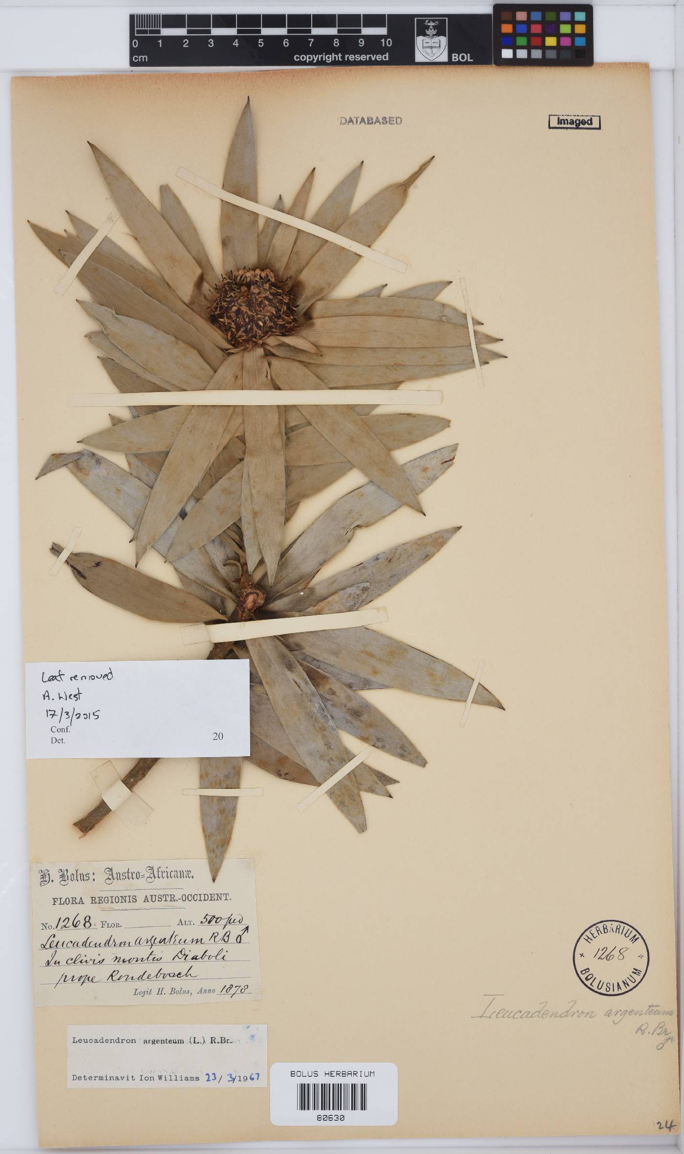 Leucadendron argenteum image