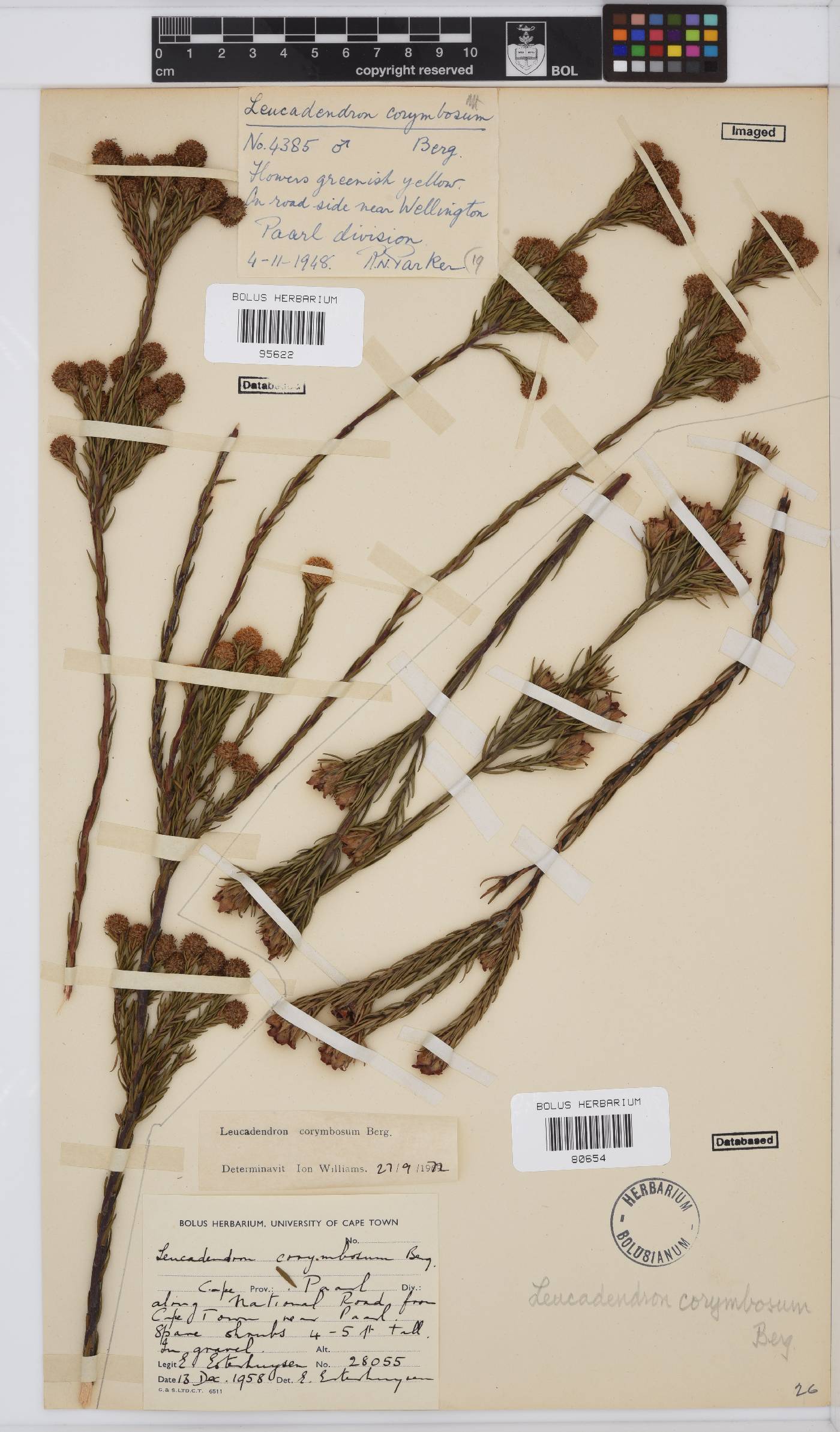 Leucadendron corymbosum image