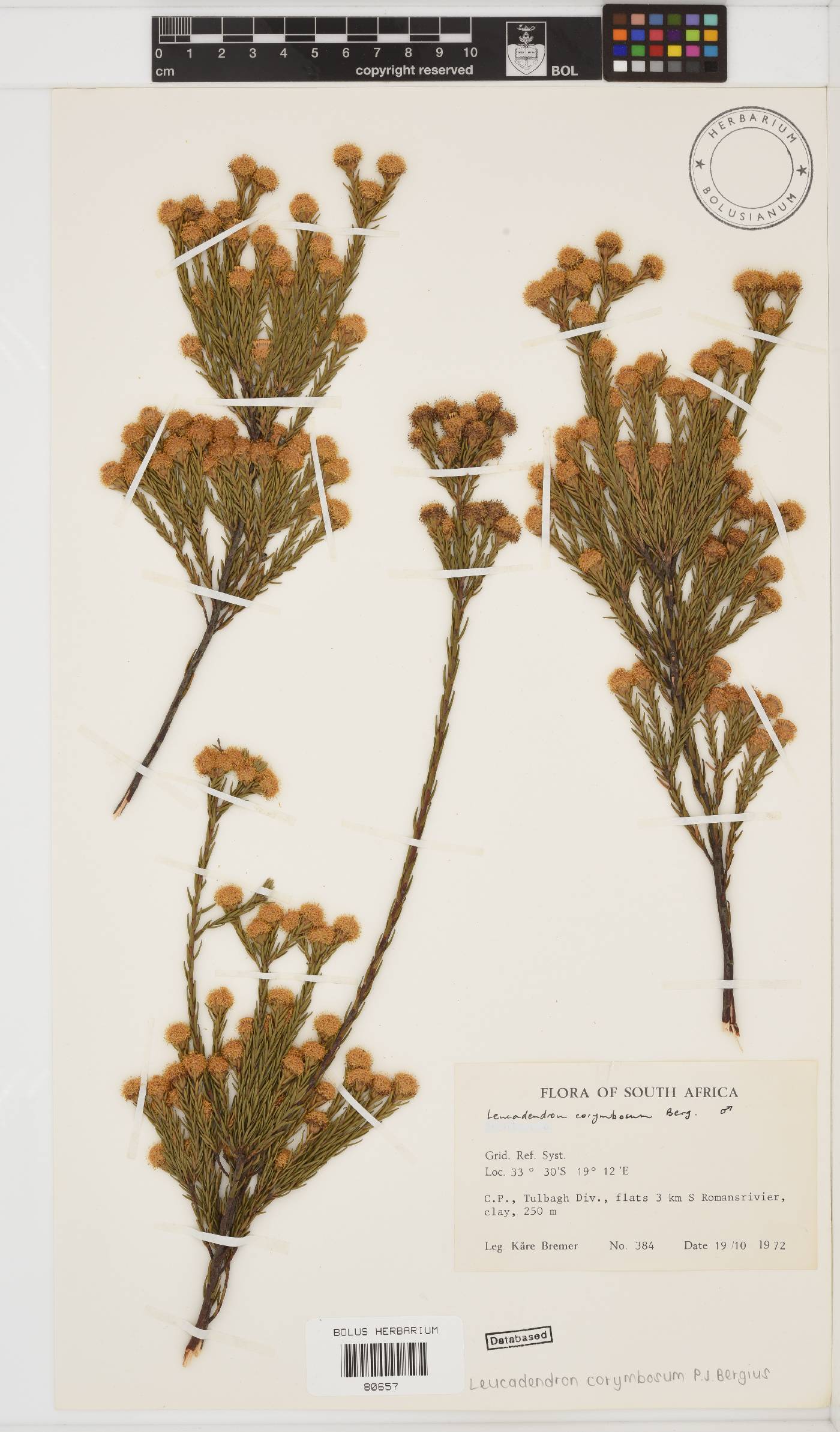 Leucadendron corymbosum image