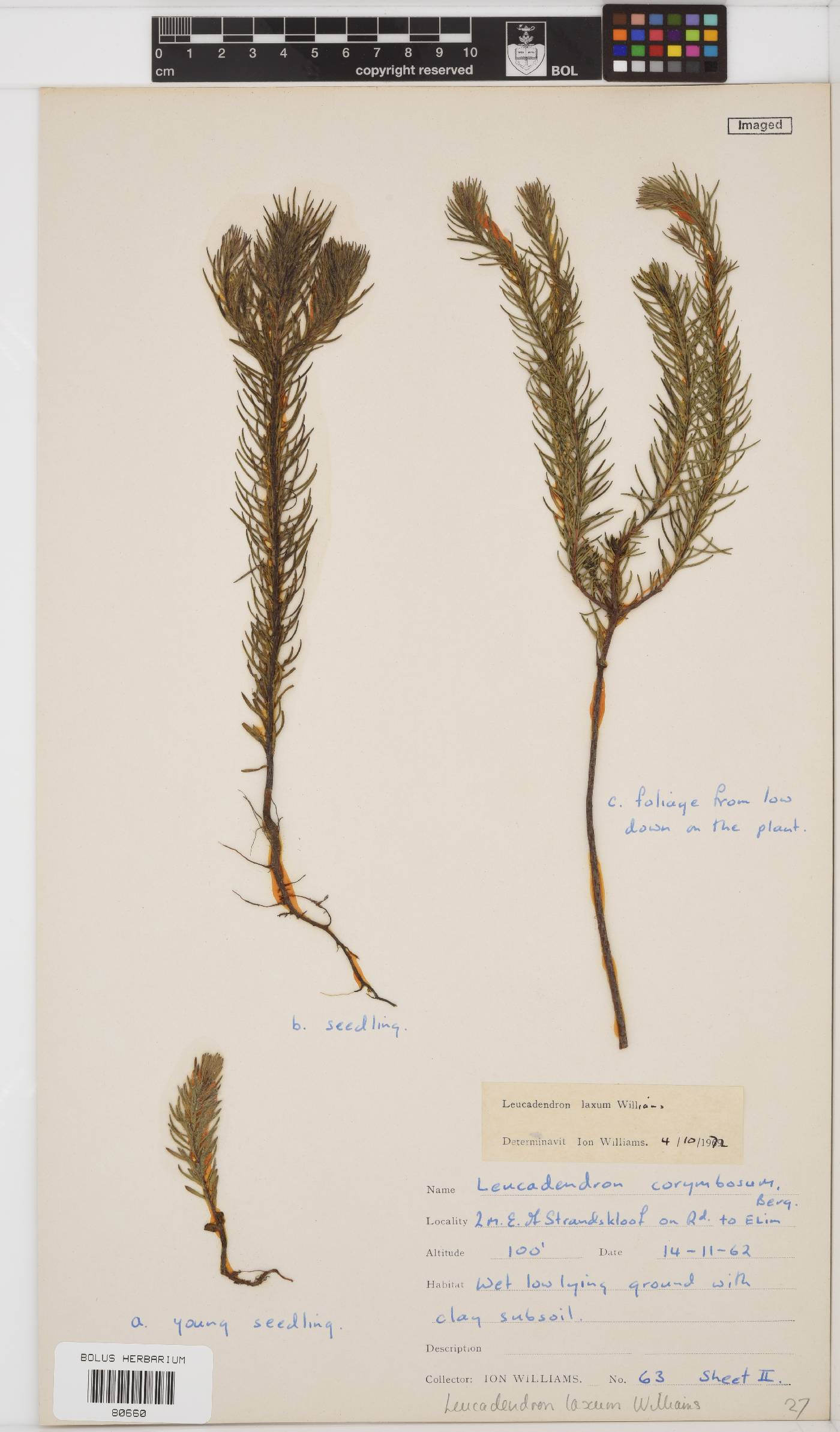 Leucadendron laxum image