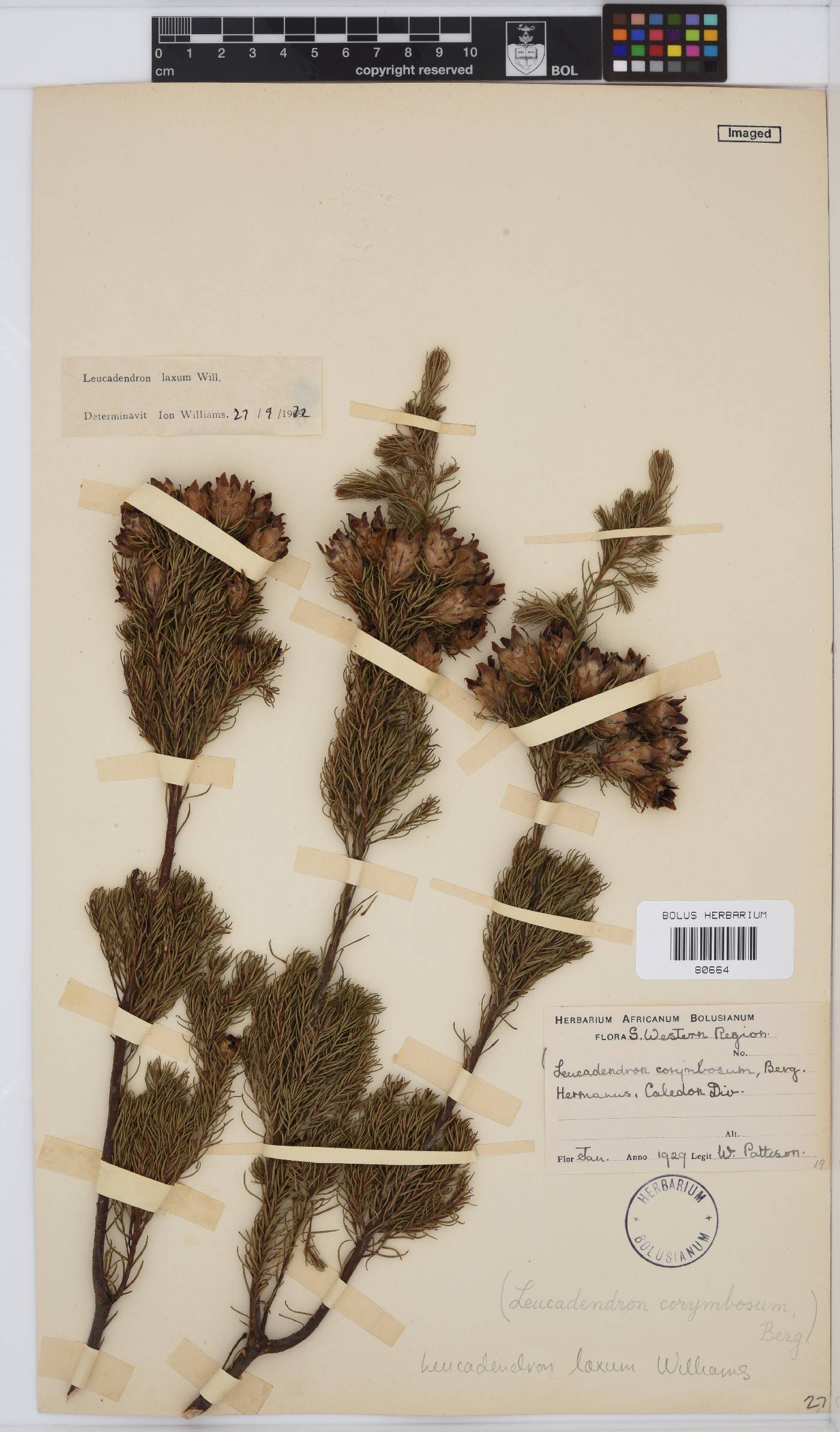 Leucadendron laxum image