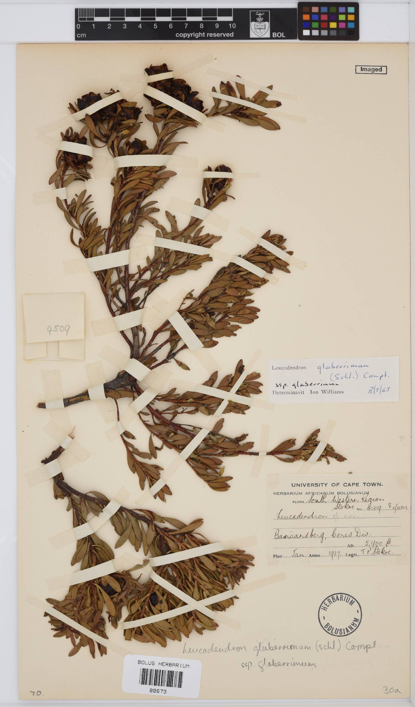 Leucadendron glaberrimum image