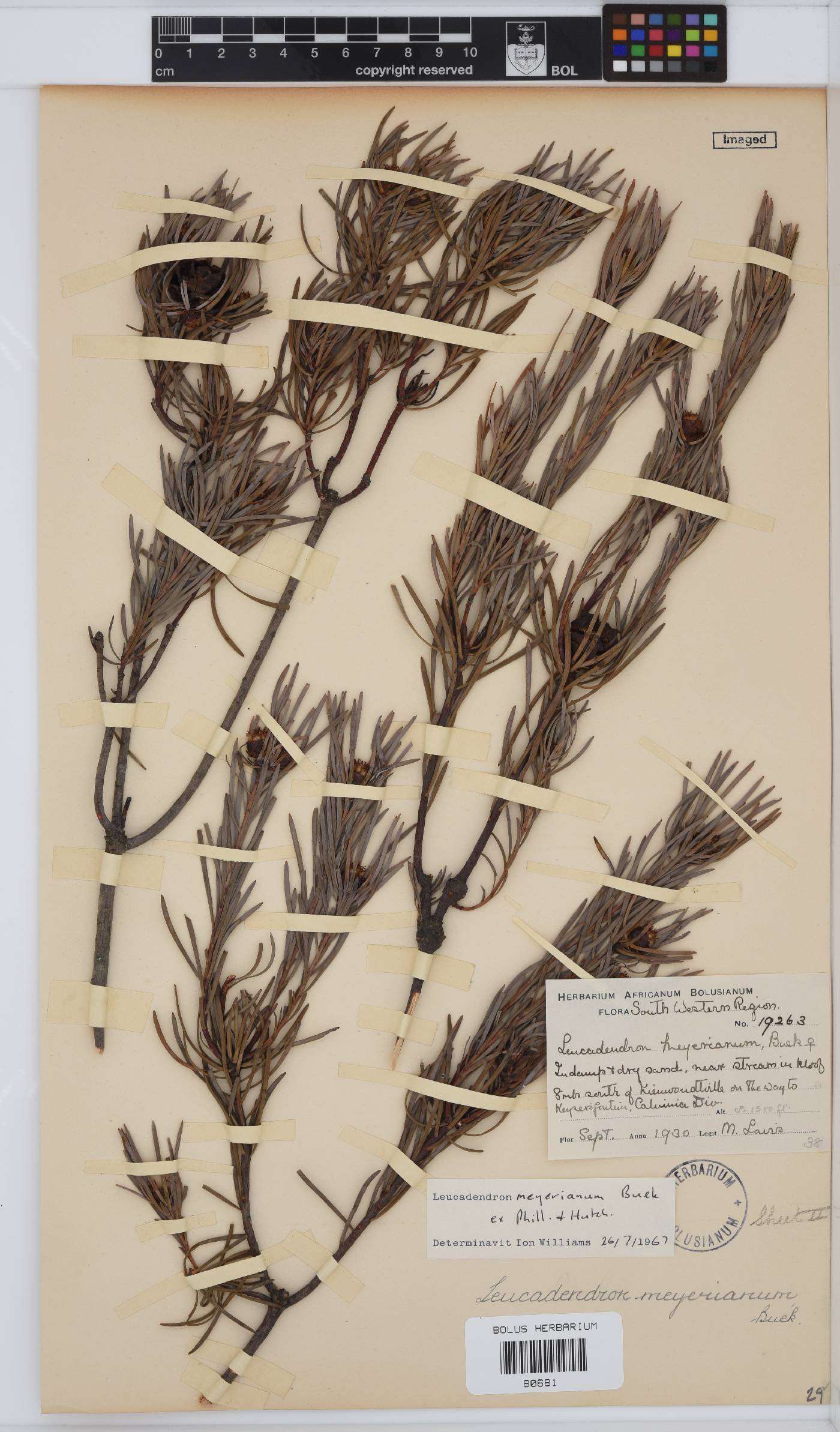 Leucadendron meyerianum image