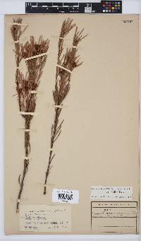 Leucadendron meyerianum image