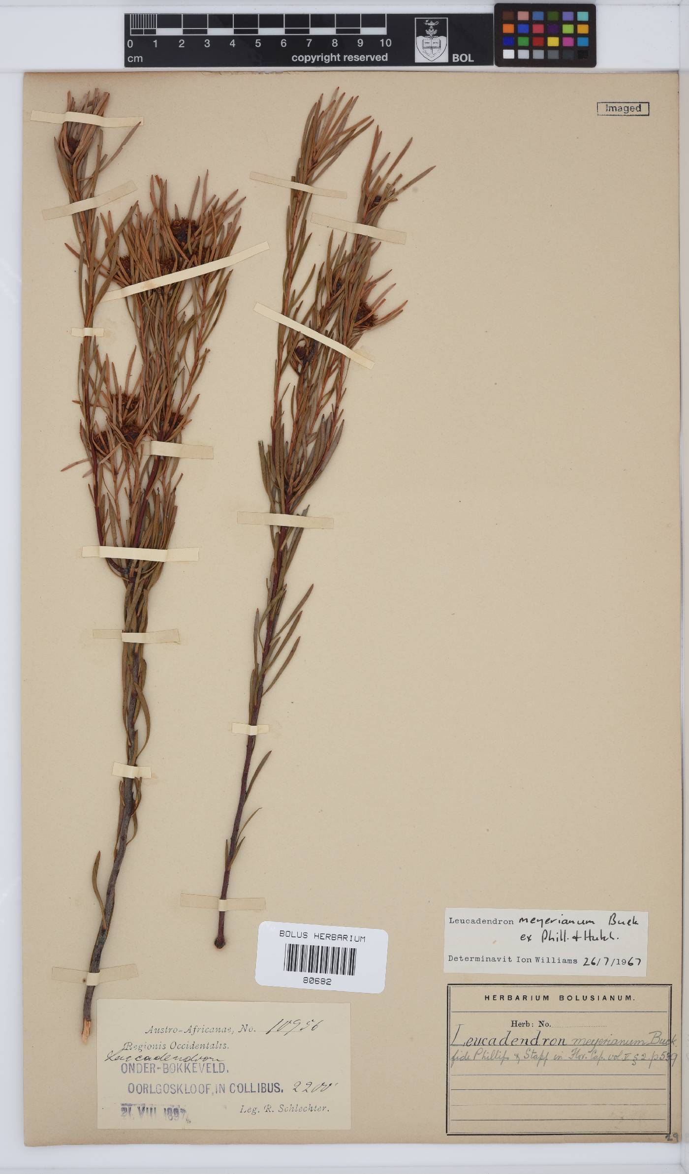 Leucadendron meyerianum image
