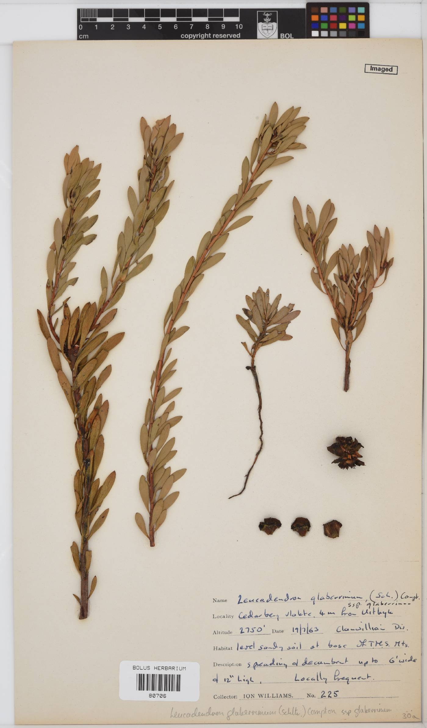 Leucadendron glaberrimum subsp. glaberrimum image