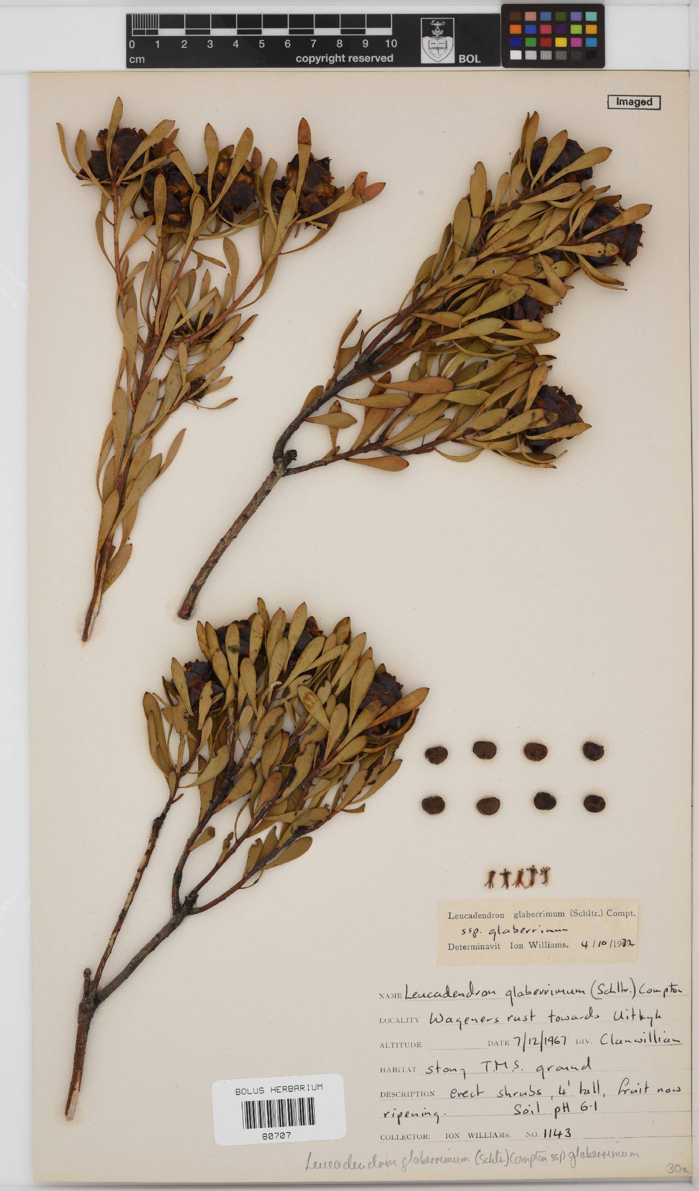 Leucadendron glaberrimum subsp. glaberrimum image