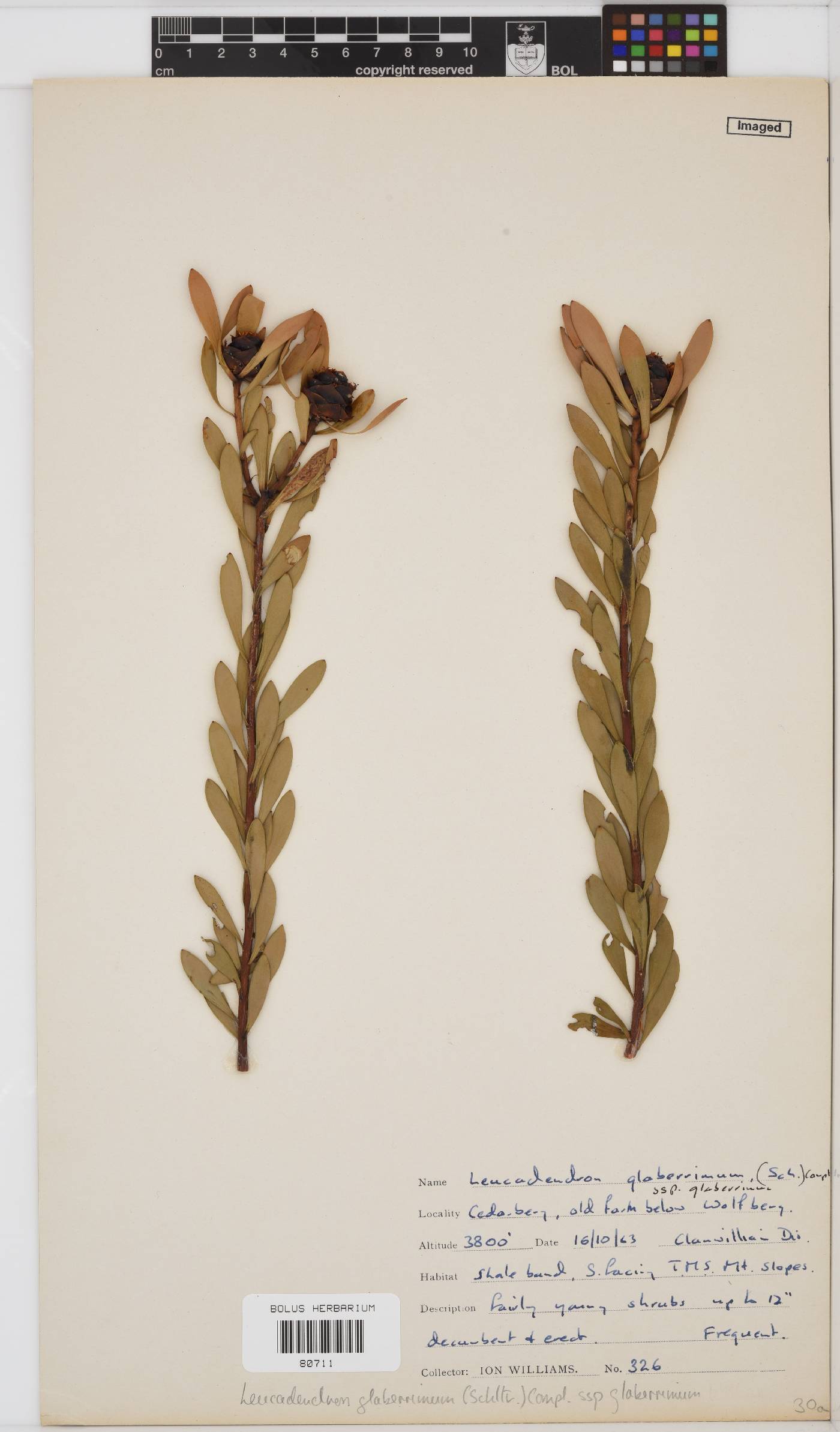 Leucadendron glaberrimum subsp. glaberrimum image