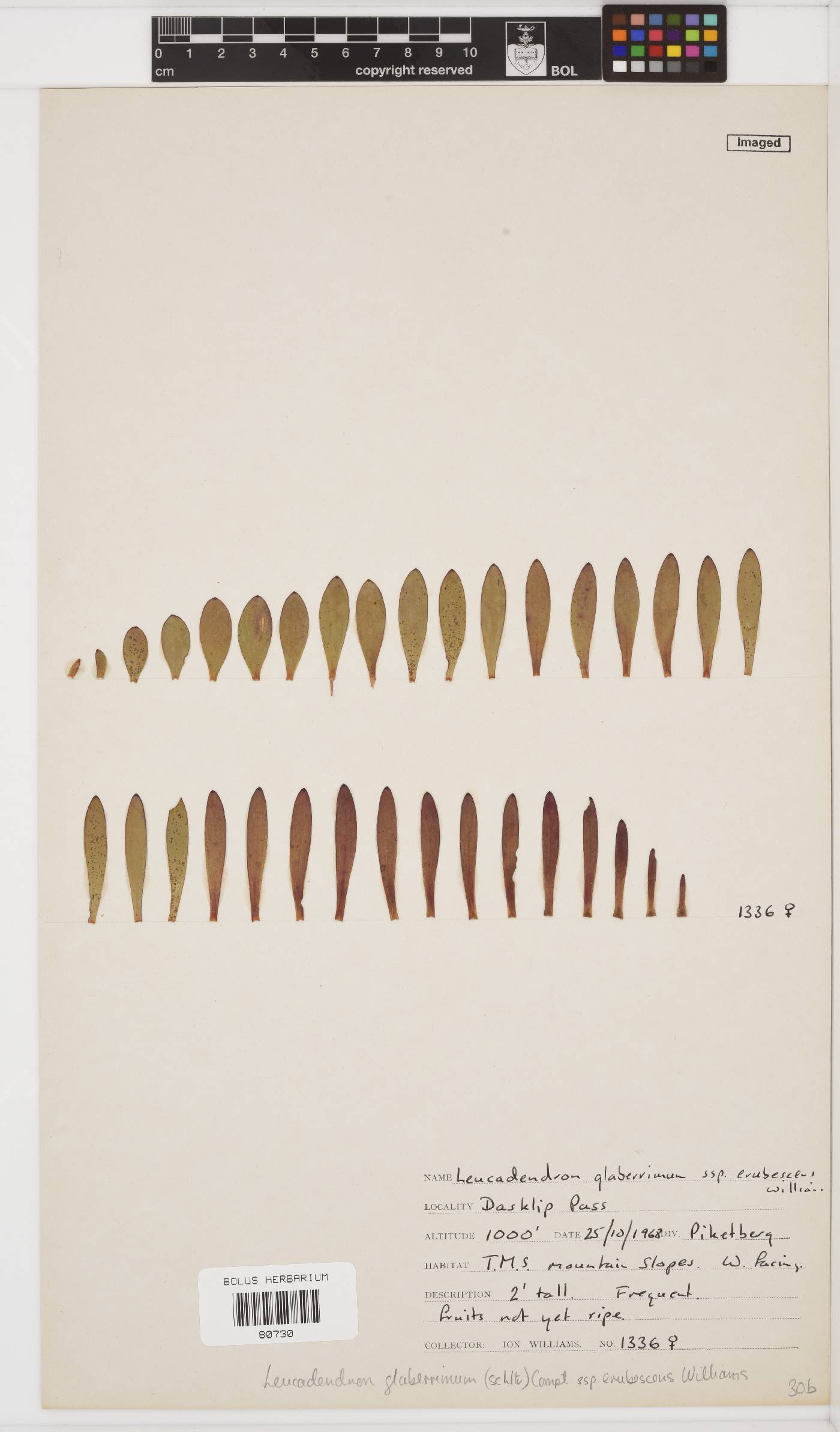 Leucadendron glaberrimum subsp. erubescens image