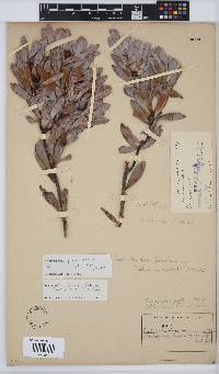 Image of Leucadendron loranthifolium