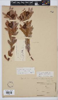 Leucadendron loranthifolium image