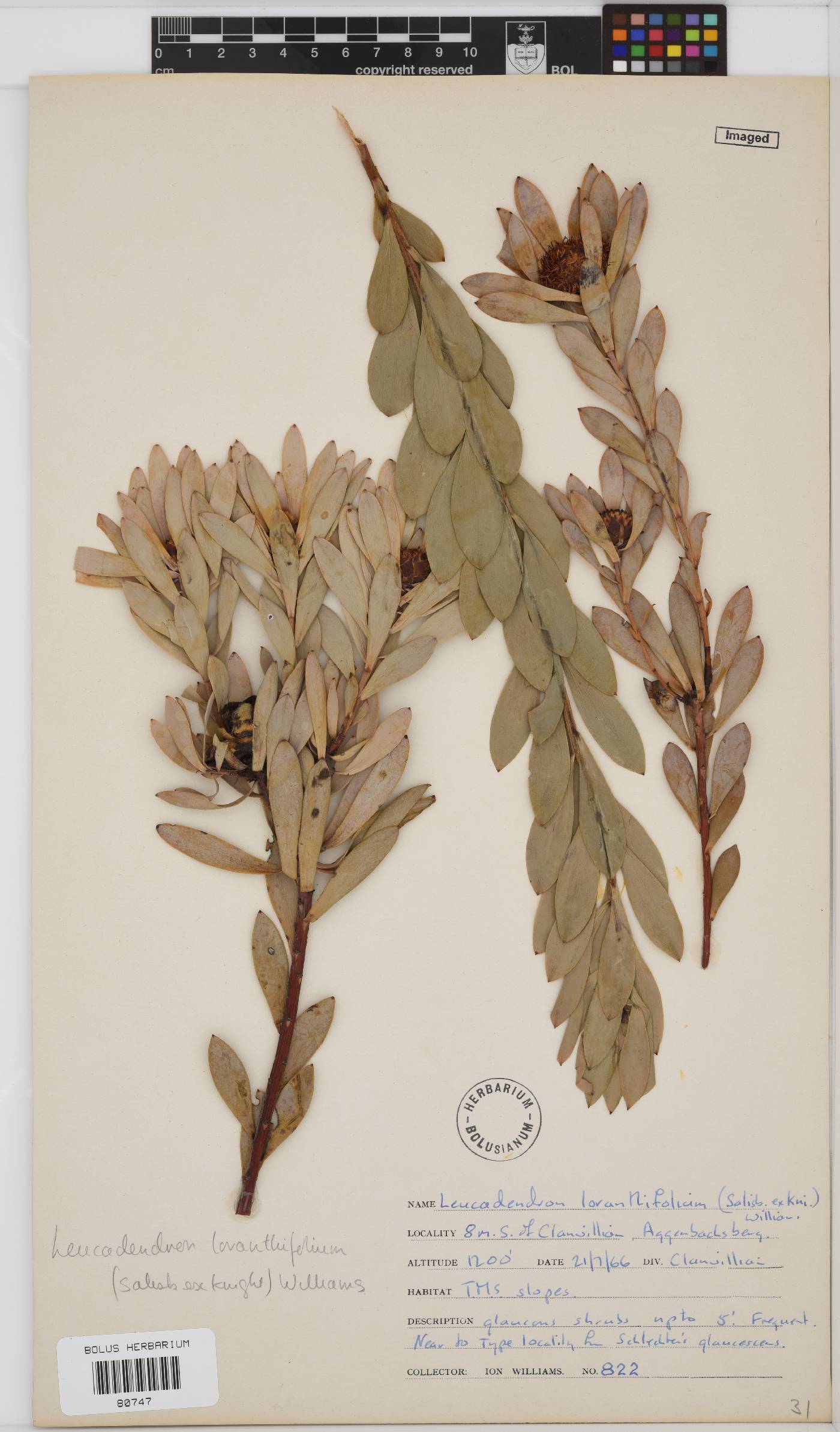 Leucadendron loranthifolium image