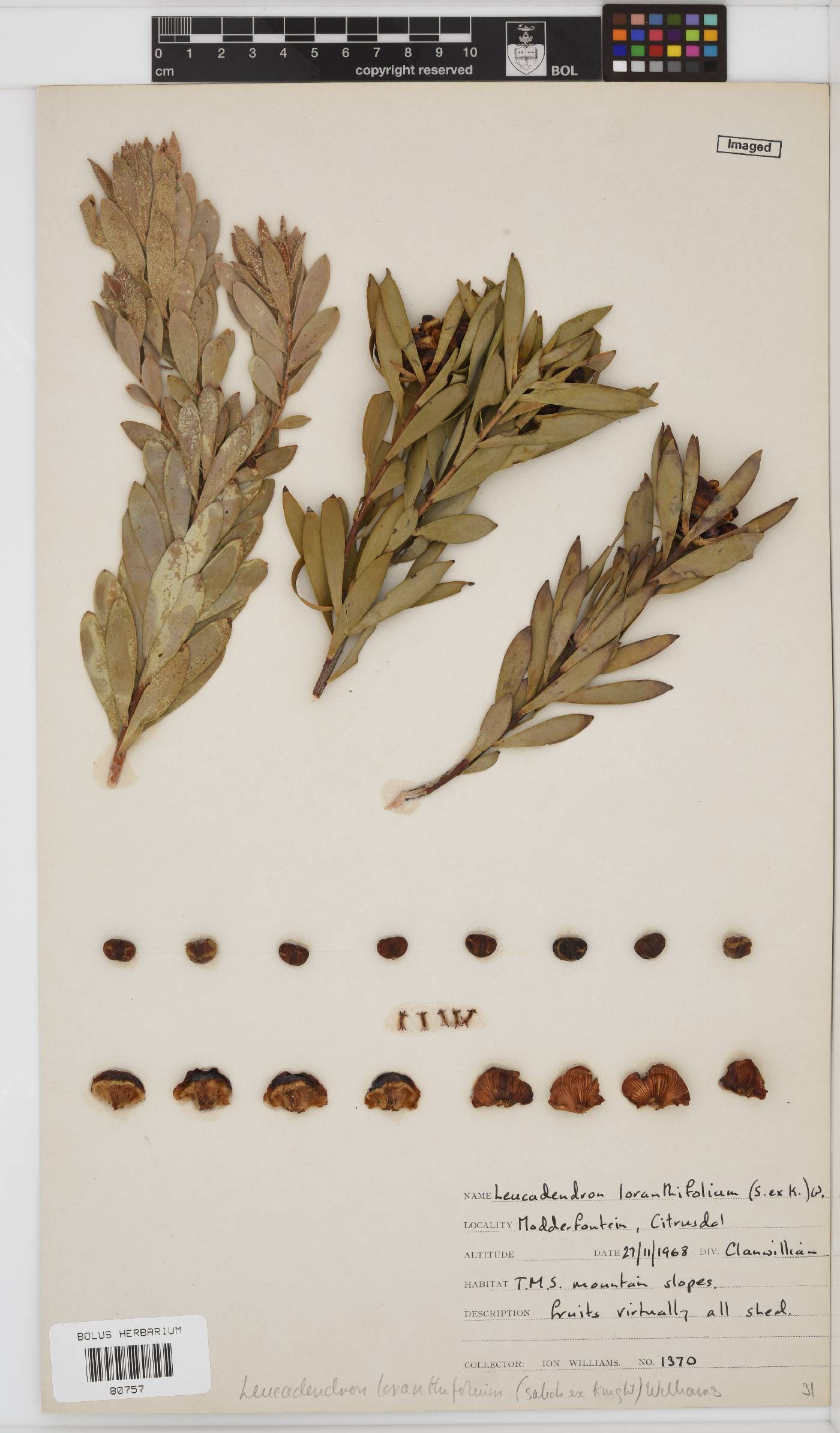 Leucadendron loranthifolium image