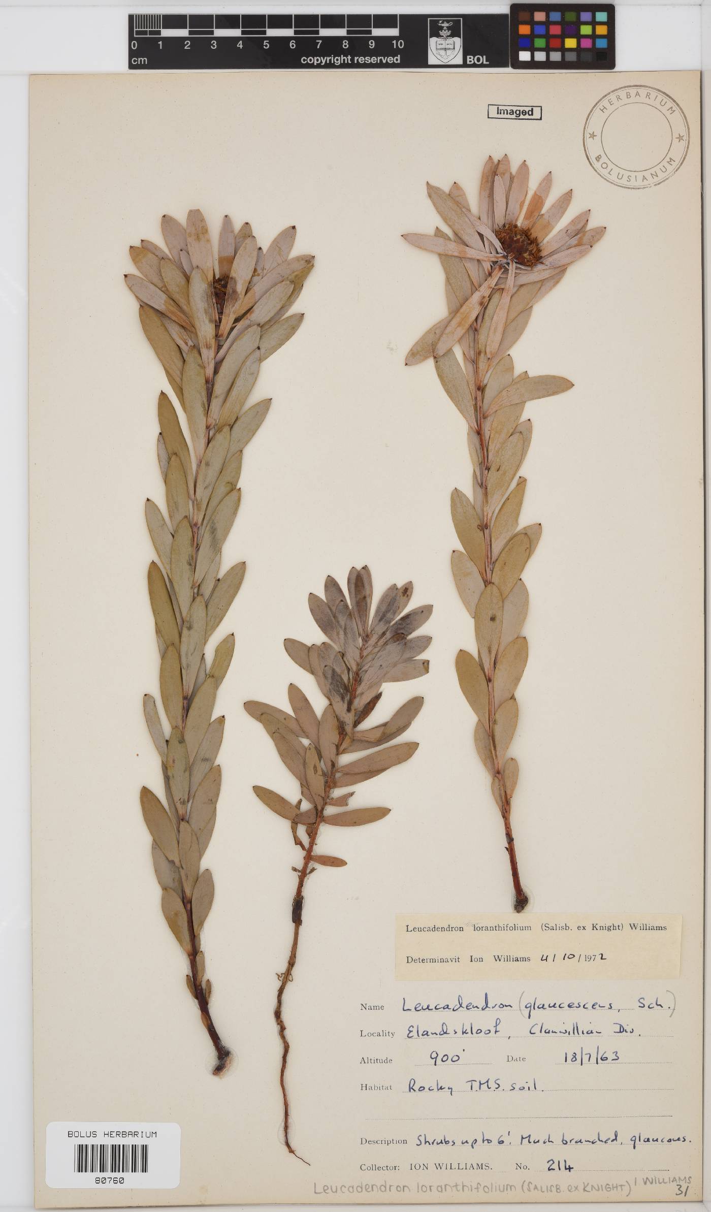 Leucadendron loranthifolium image