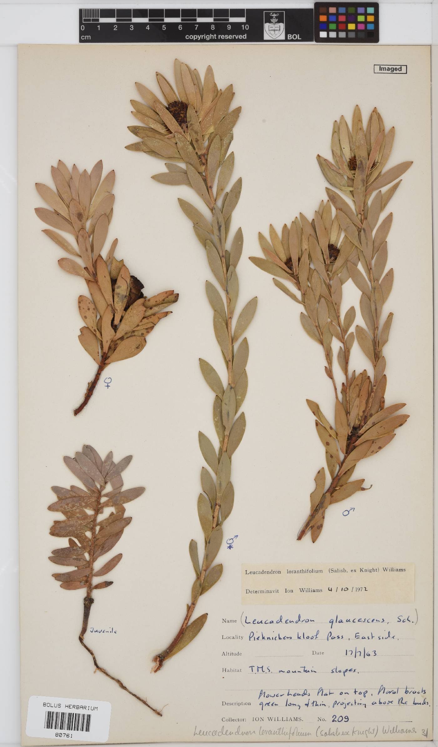 Leucadendron loranthifolium image