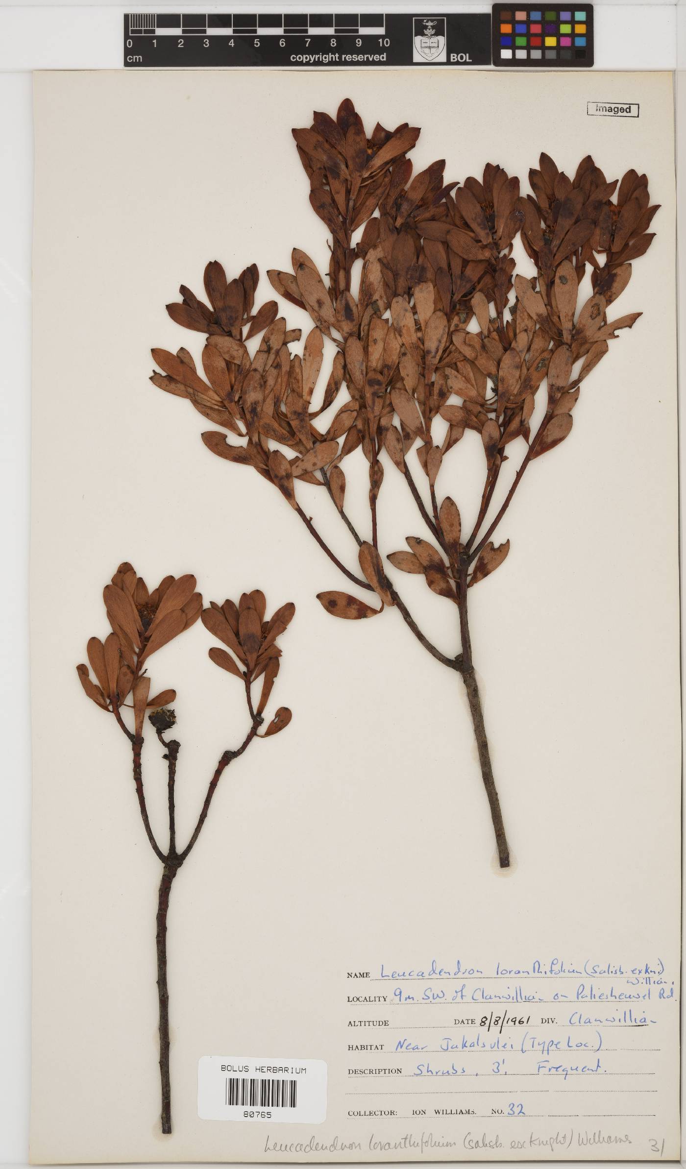 Leucadendron loranthifolium image