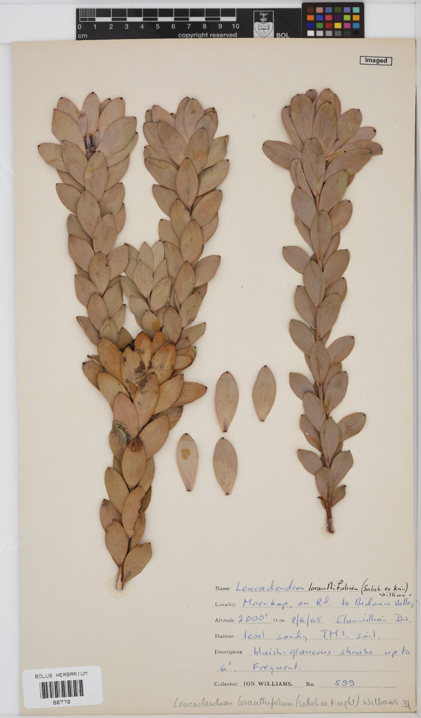 Leucadendron loranthifolium image