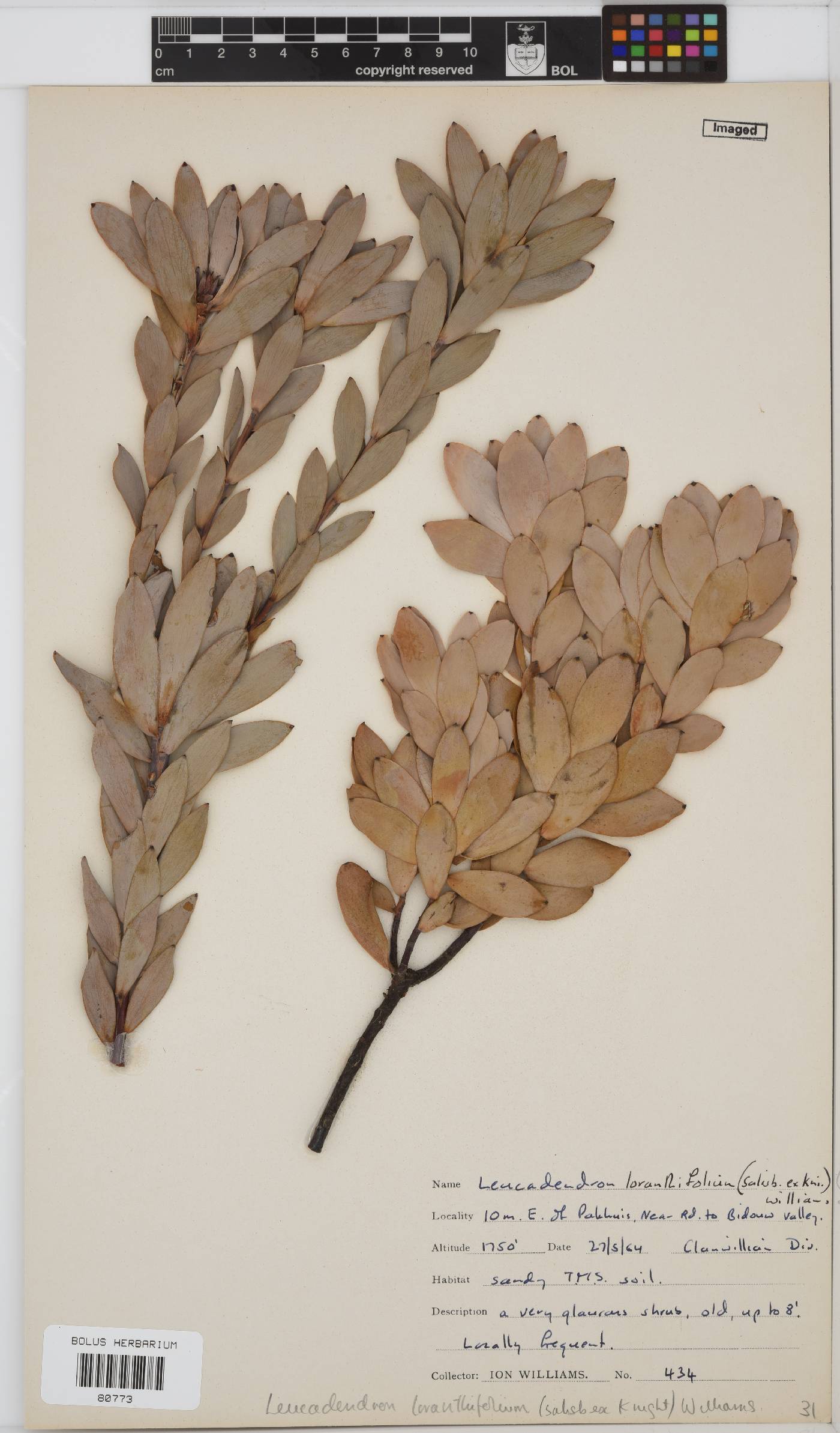Leucadendron loranthifolium image