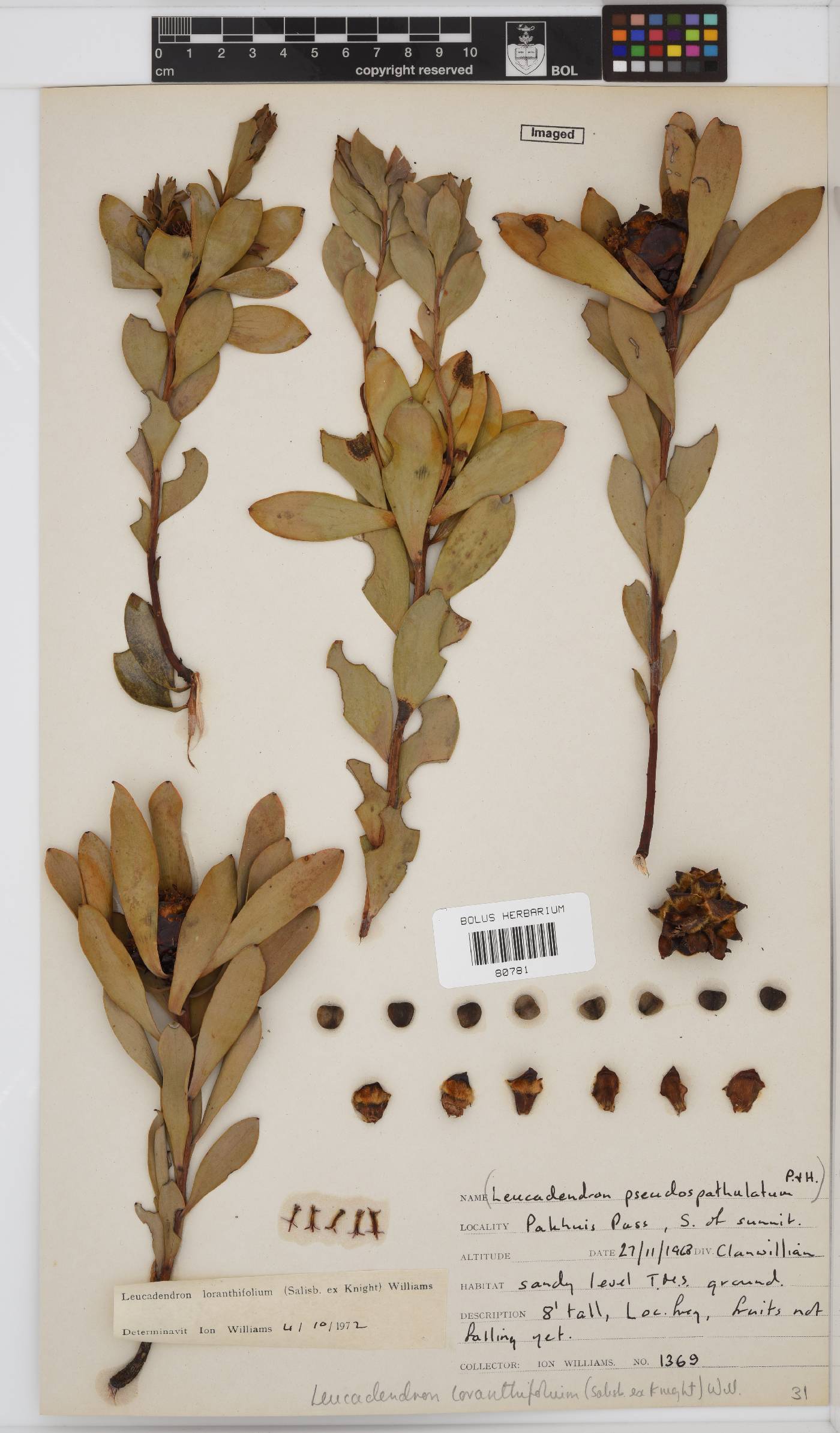 Leucadendron loranthifolium image