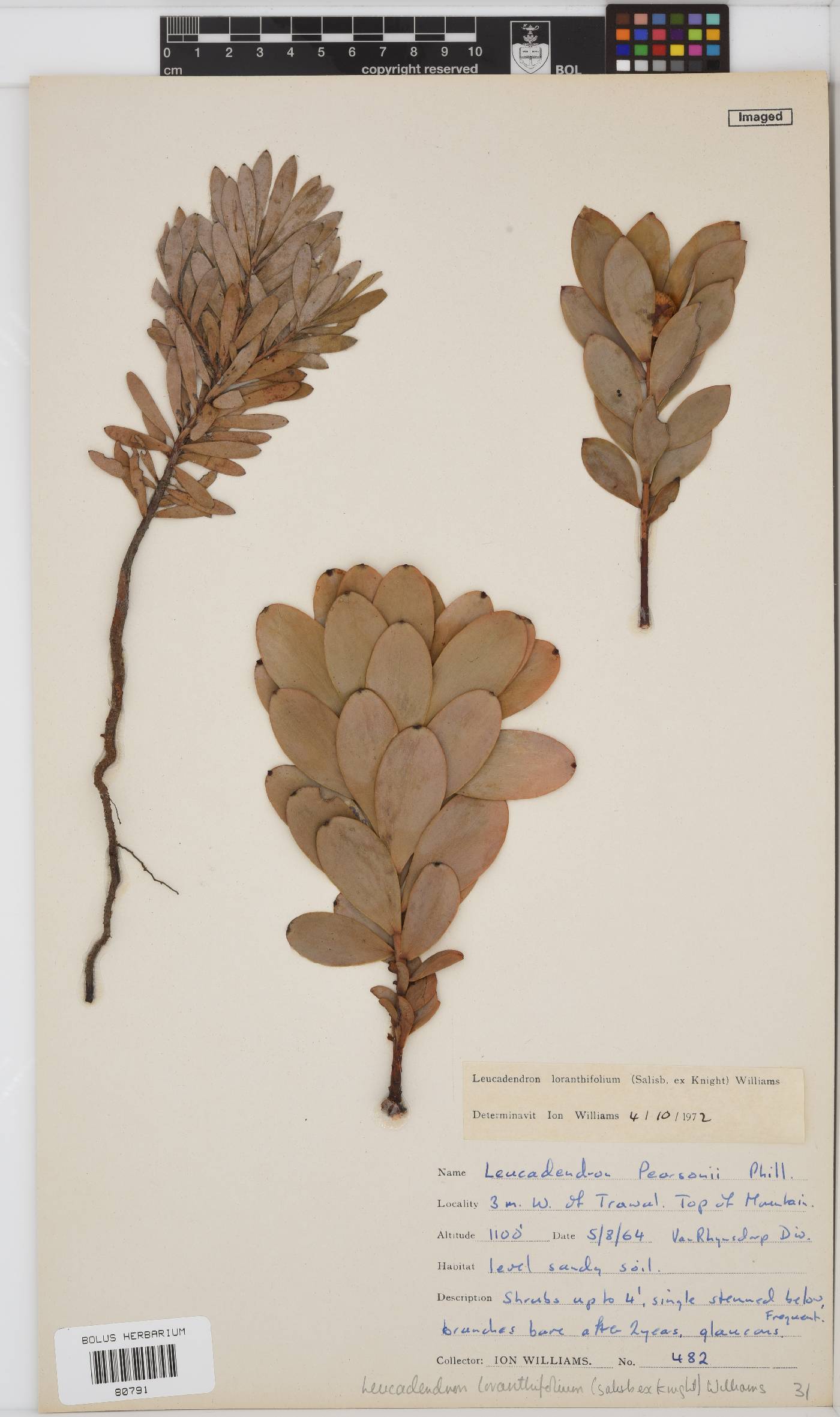 Leucadendron loranthifolium image