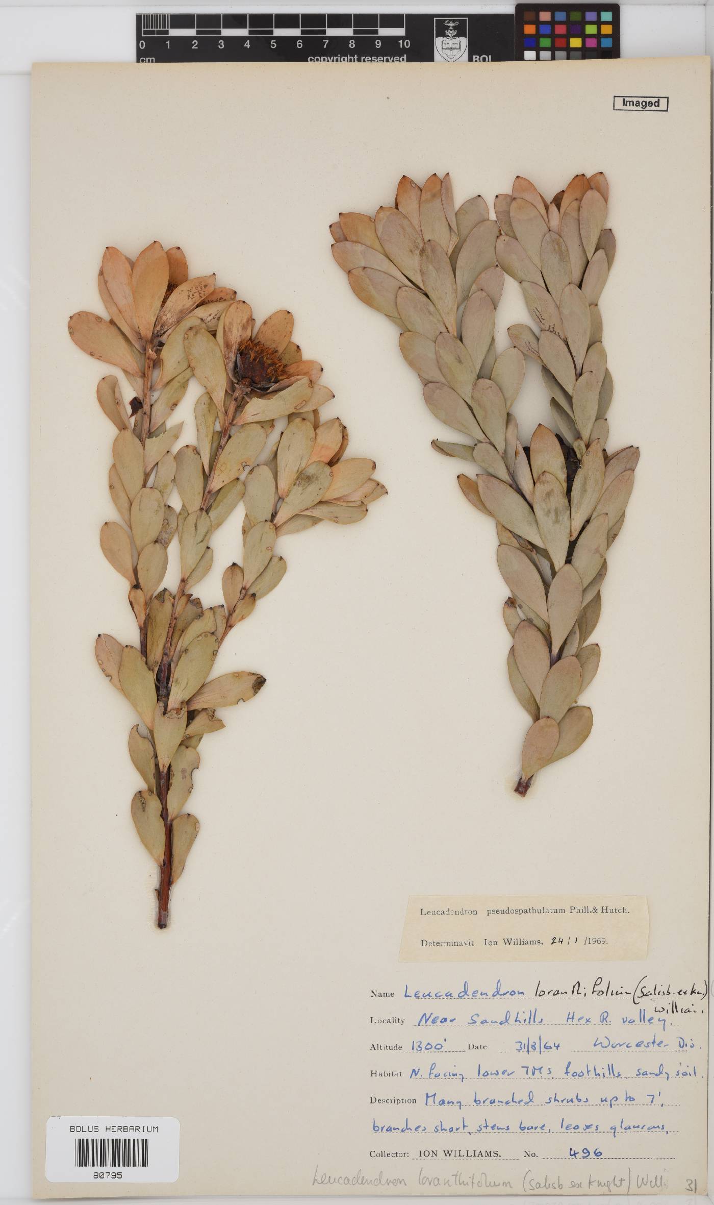 Leucadendron loranthifolium image
