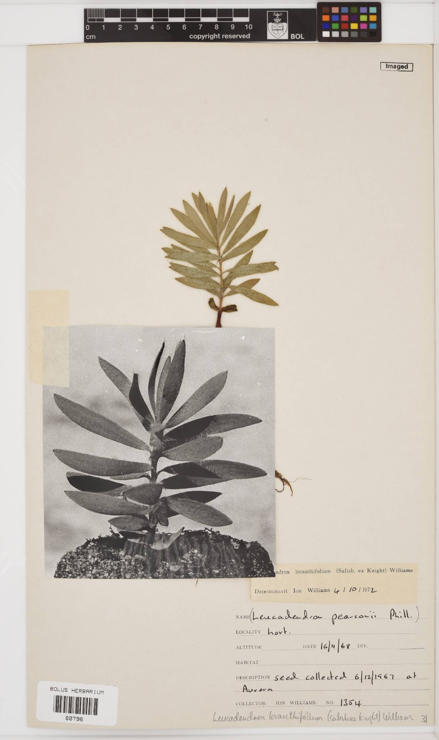 Leucadendron loranthifolium image