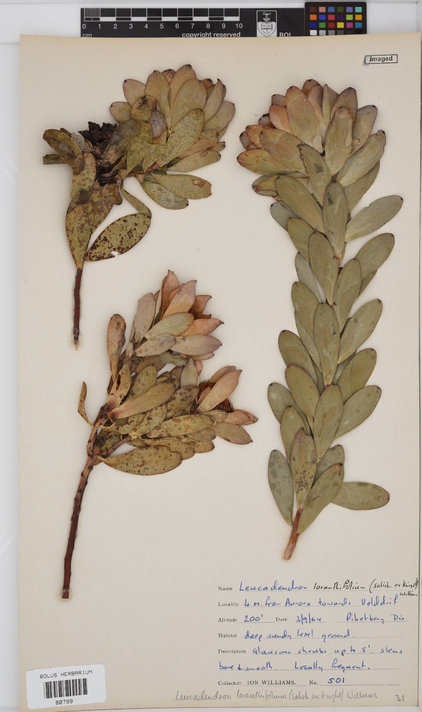 Leucadendron loranthifolium image