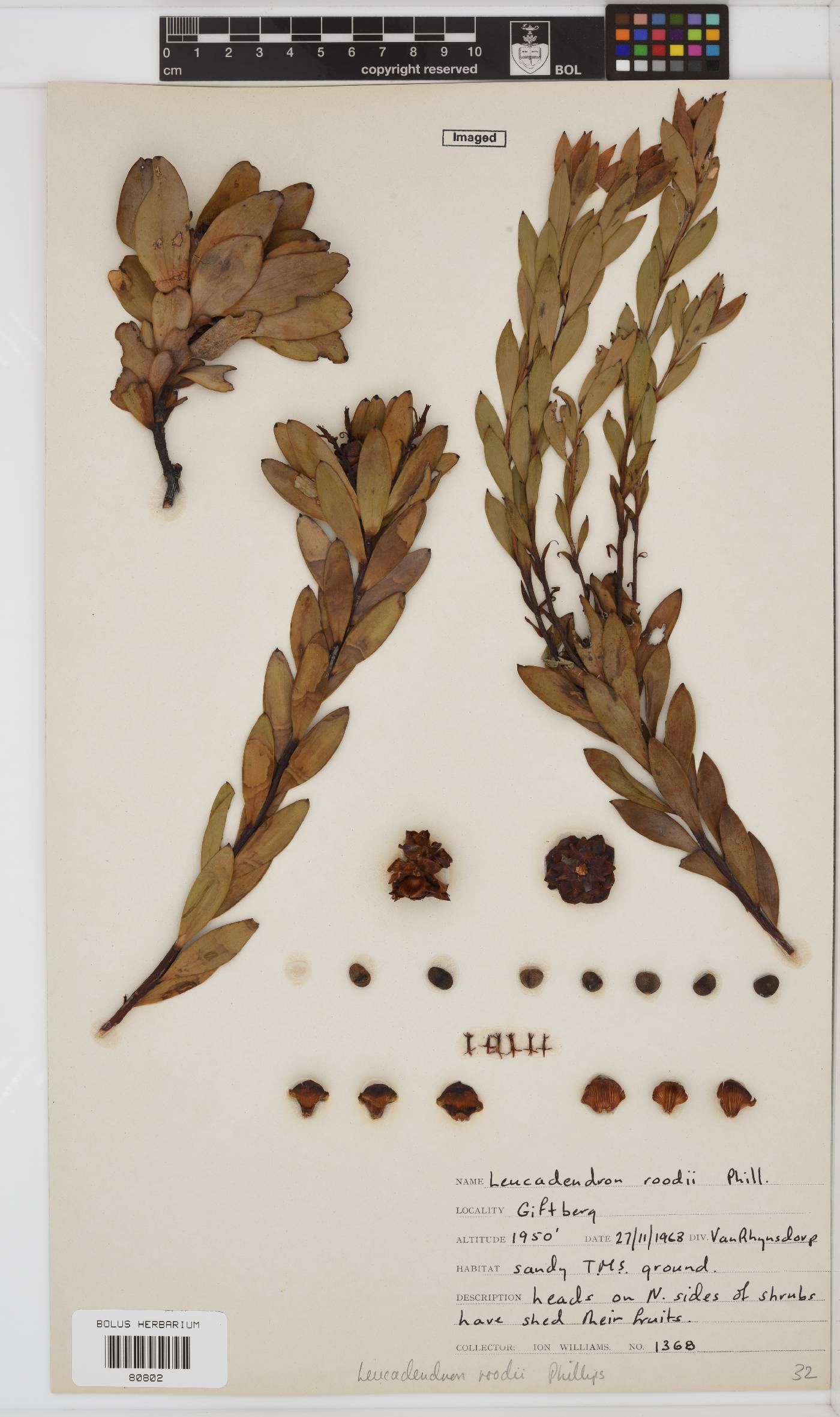 Leucadendron roodii image
