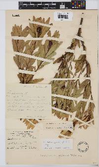 Image of Leucadendron gydoense