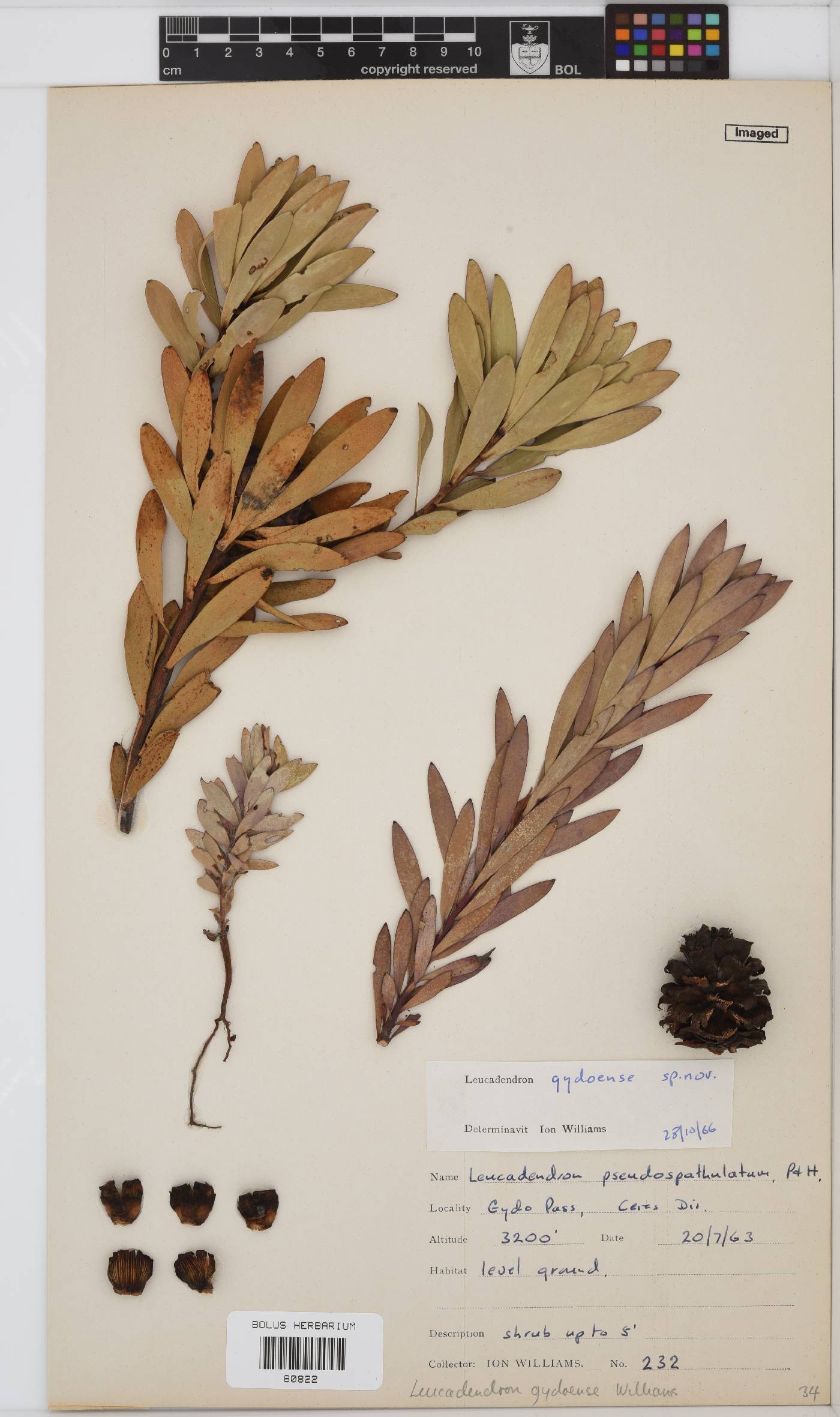 Leucadendron gydoense image