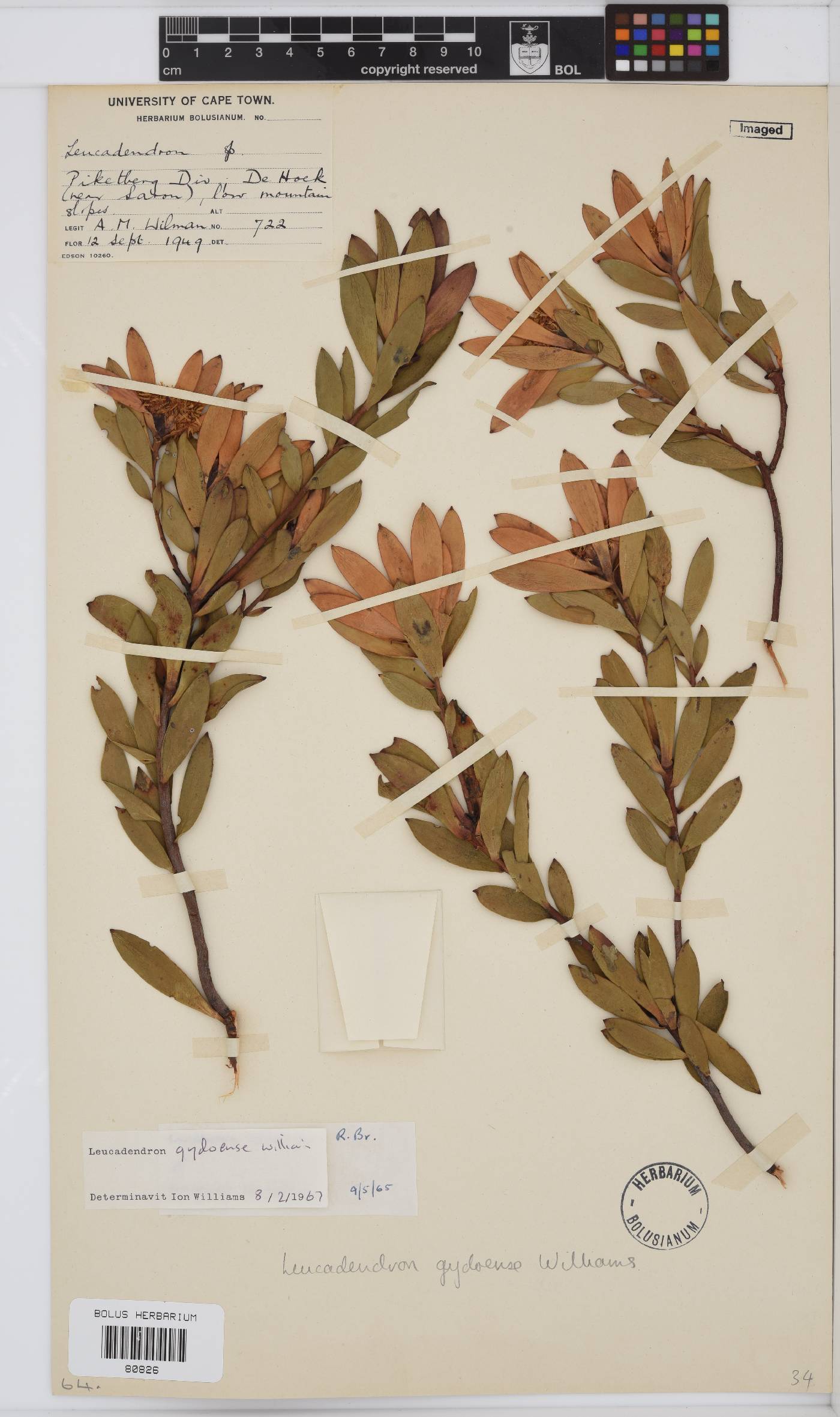 Leucadendron gydoense image