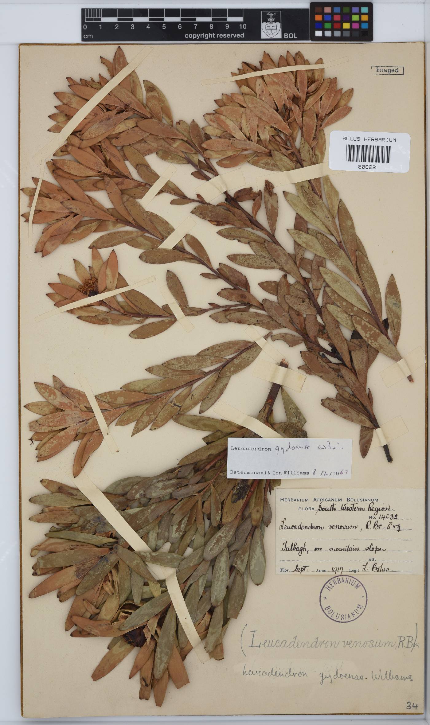 Leucadendron gydoense image