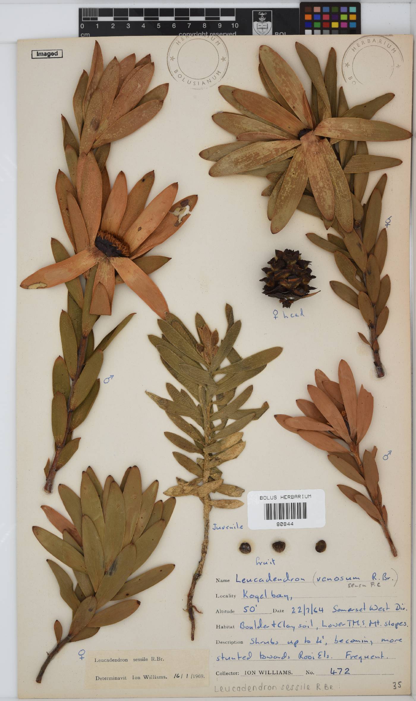 Leucadendron sessile image