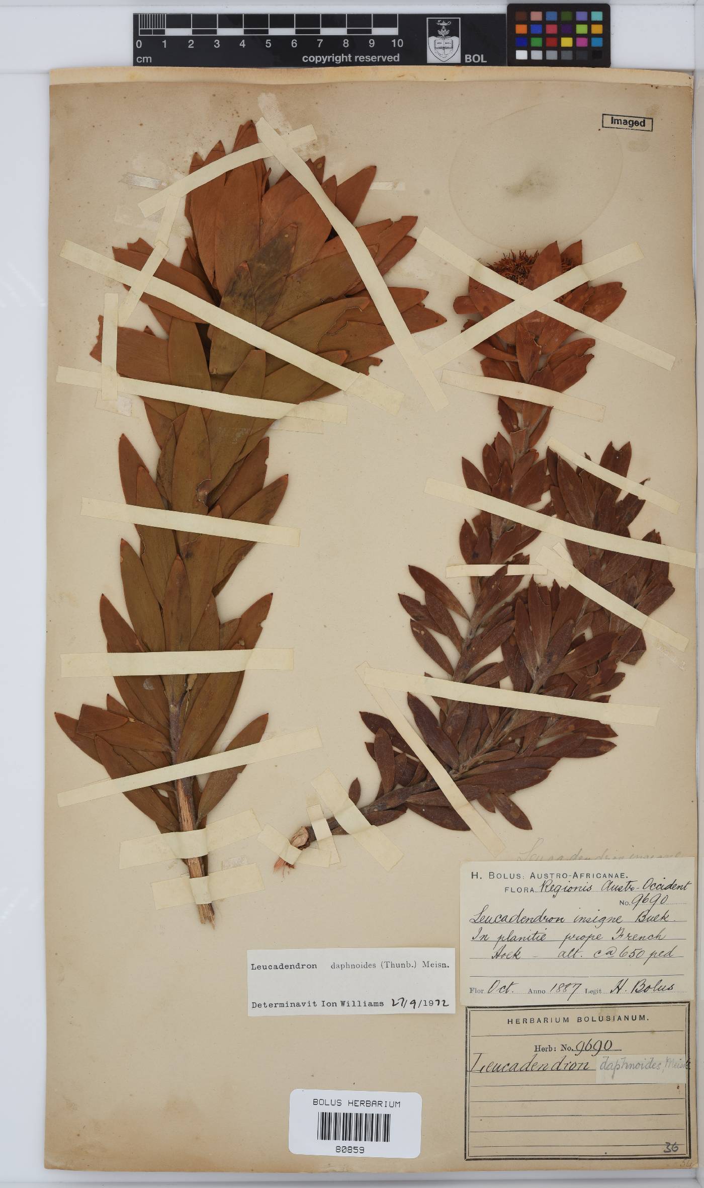 Leucadendron daphnoides image