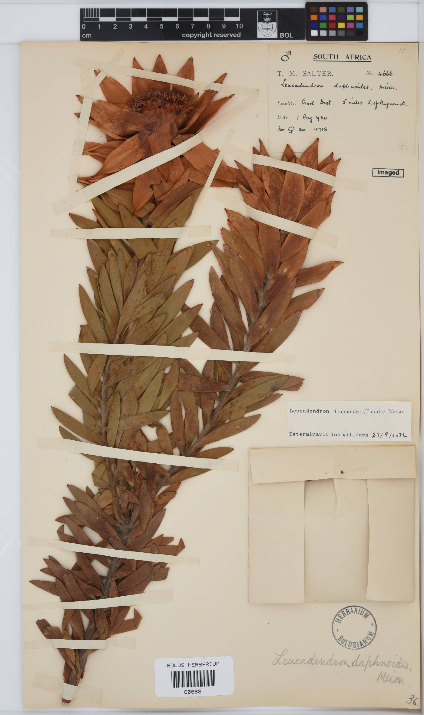 Leucadendron daphnoides image