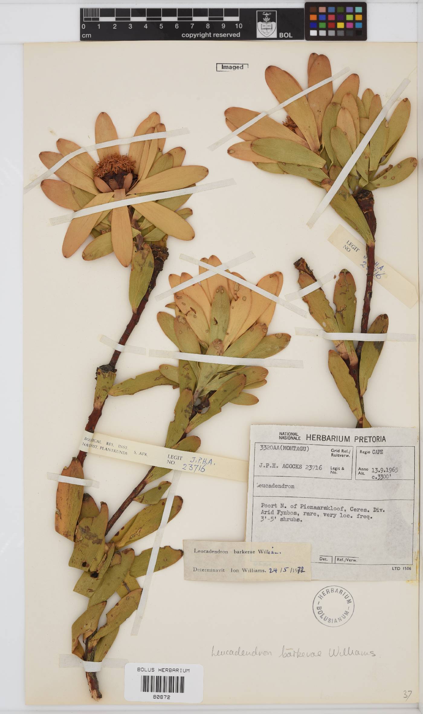 Leucadendron barkerae image