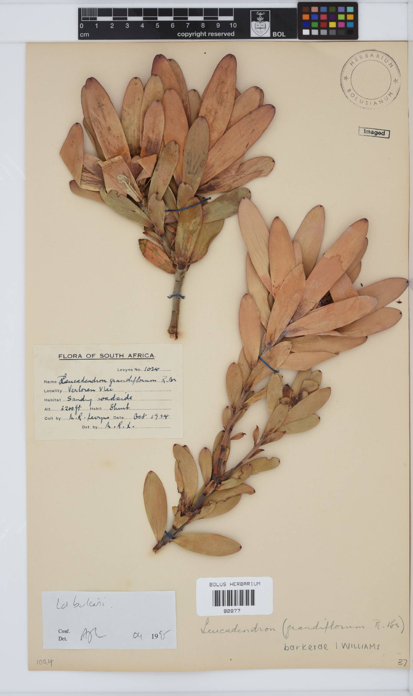 Leucadendron barkerae image