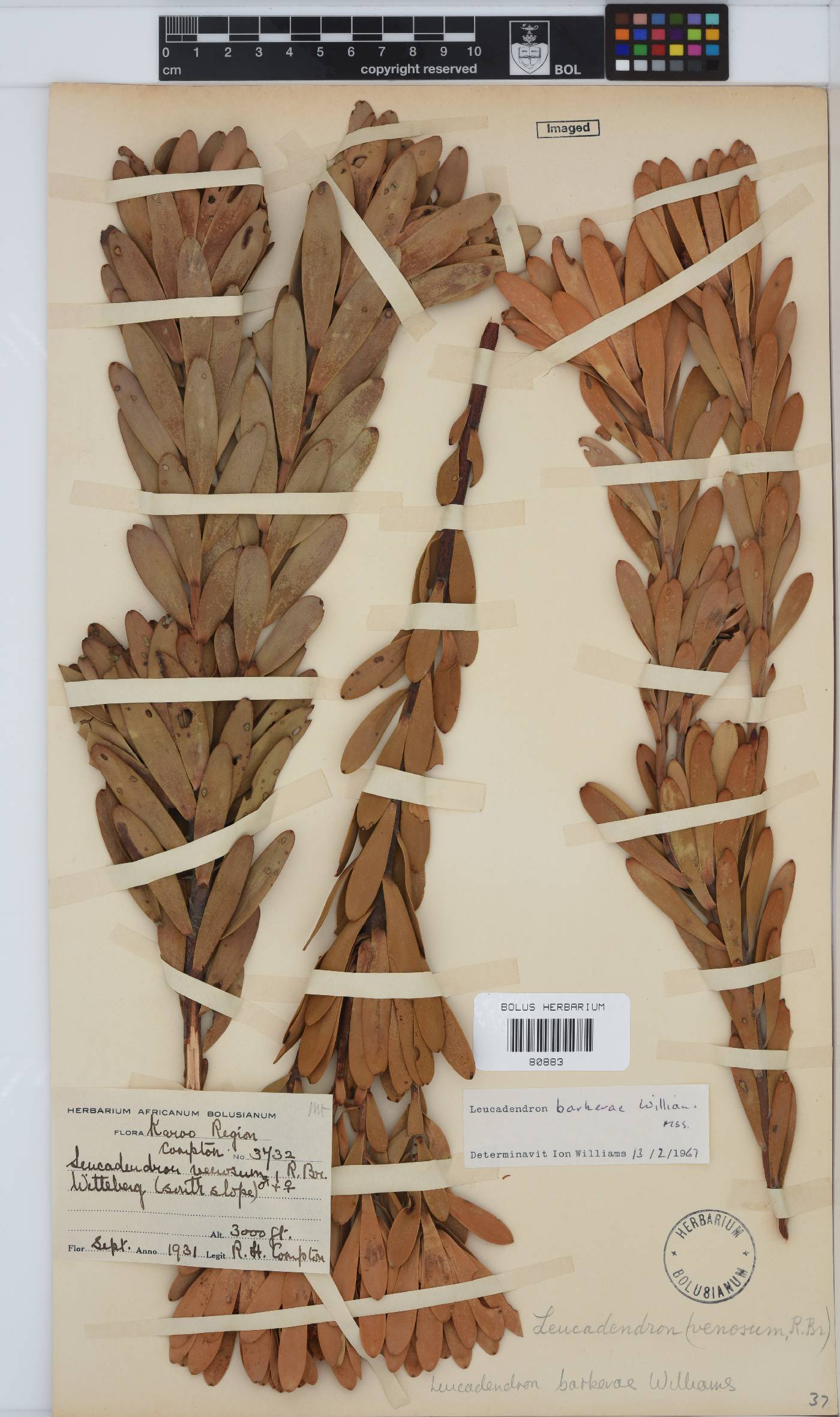 Leucadendron barkerae image