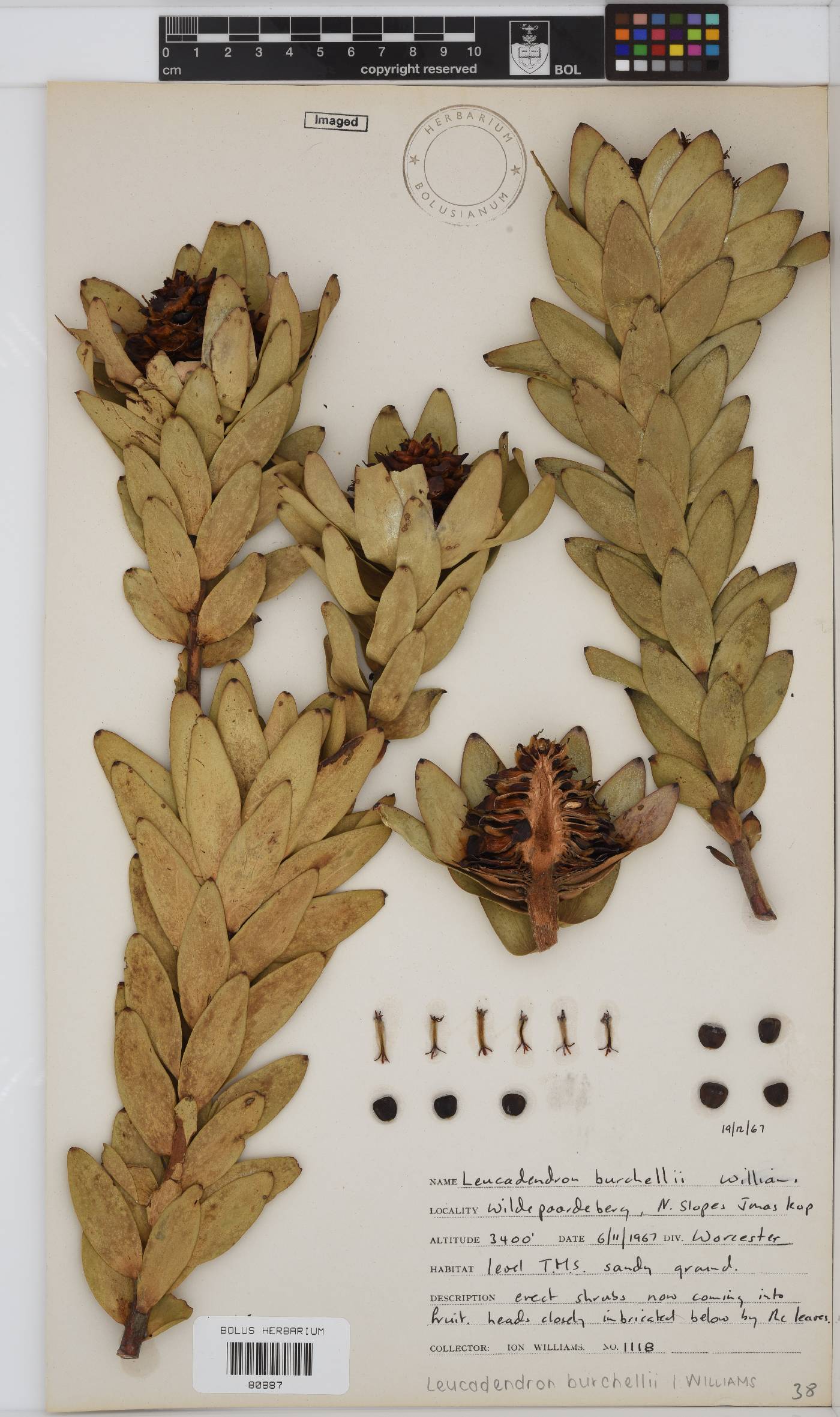 Leucadendron burchellii image