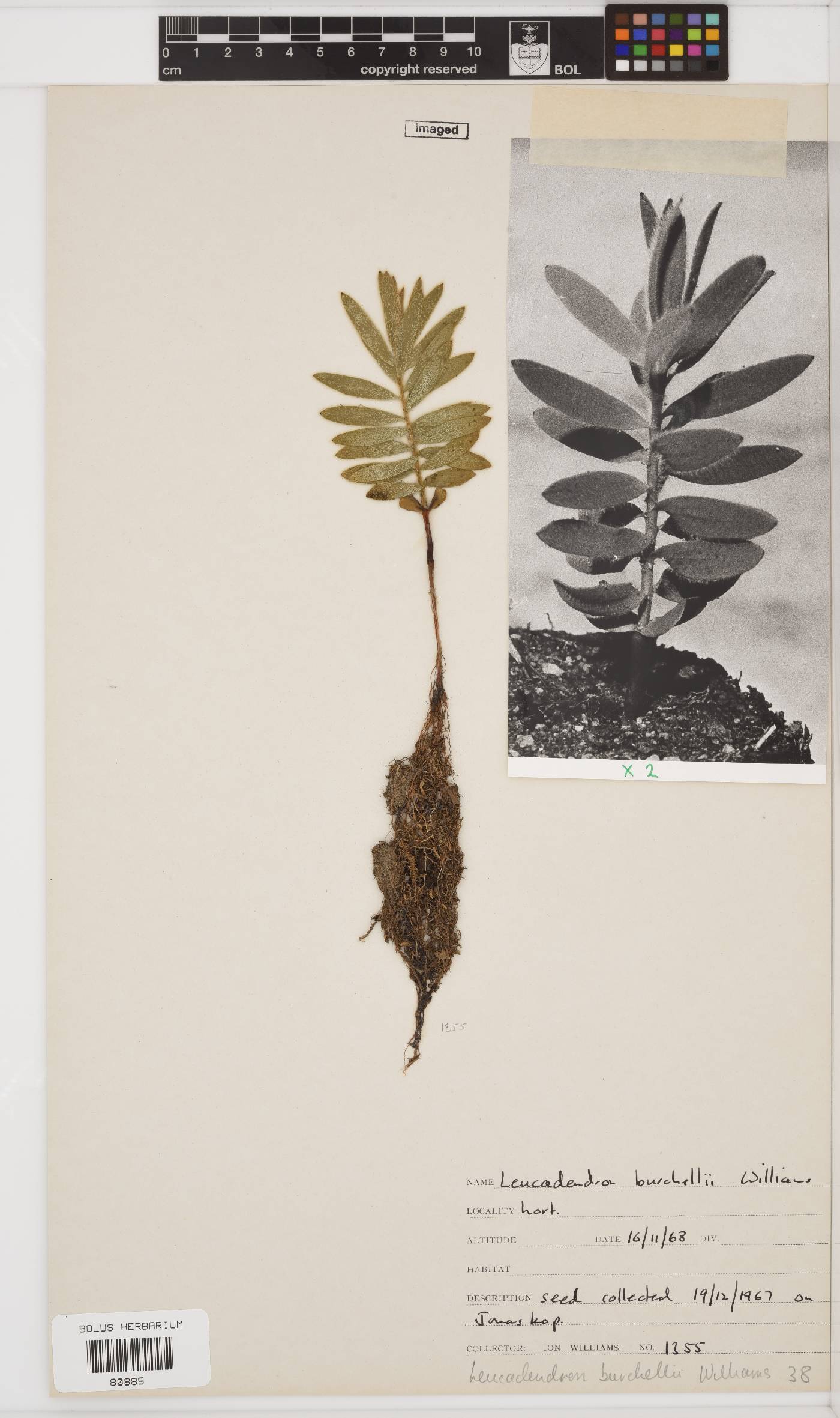 Leucadendron burchellii image