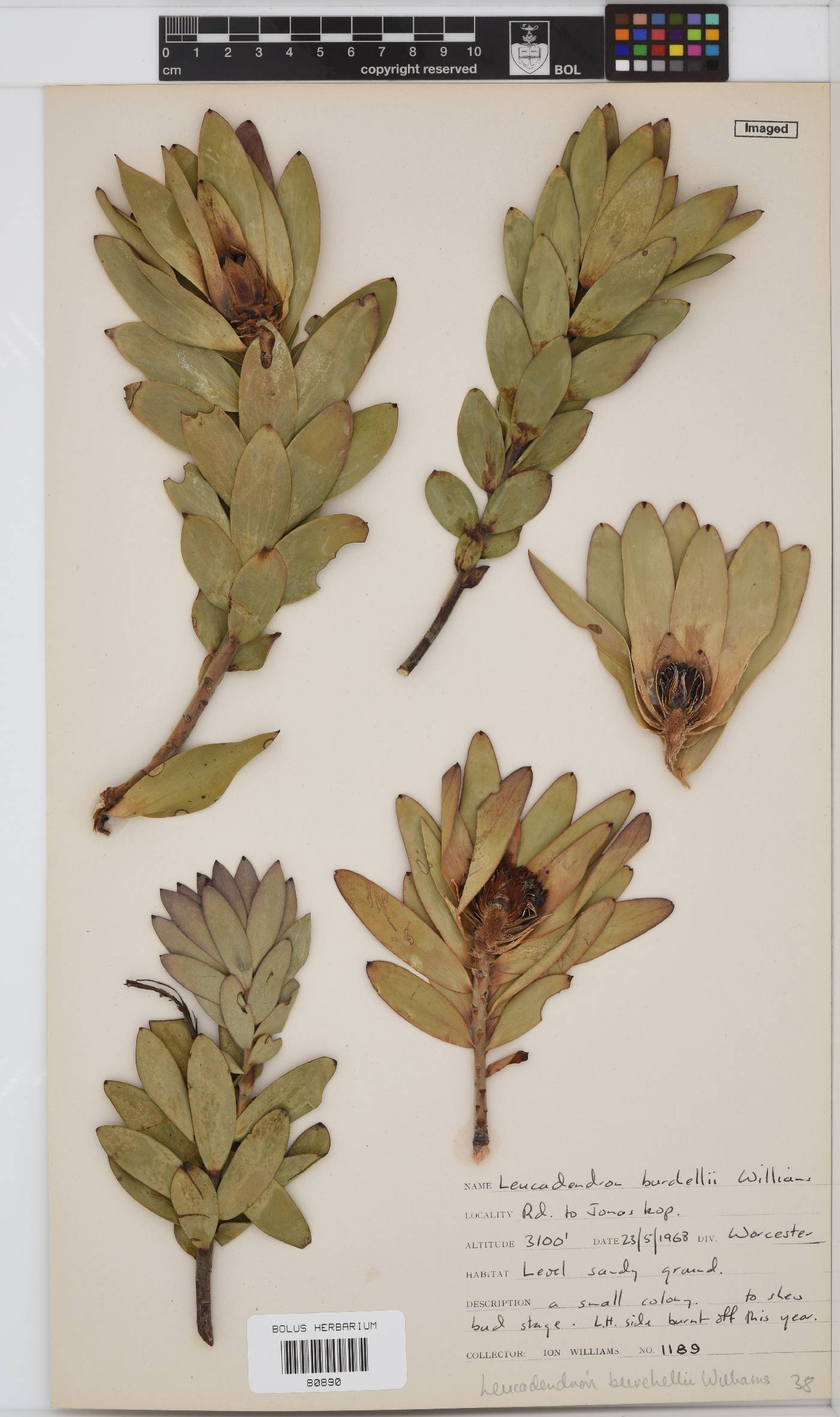 Leucadendron burchellii image