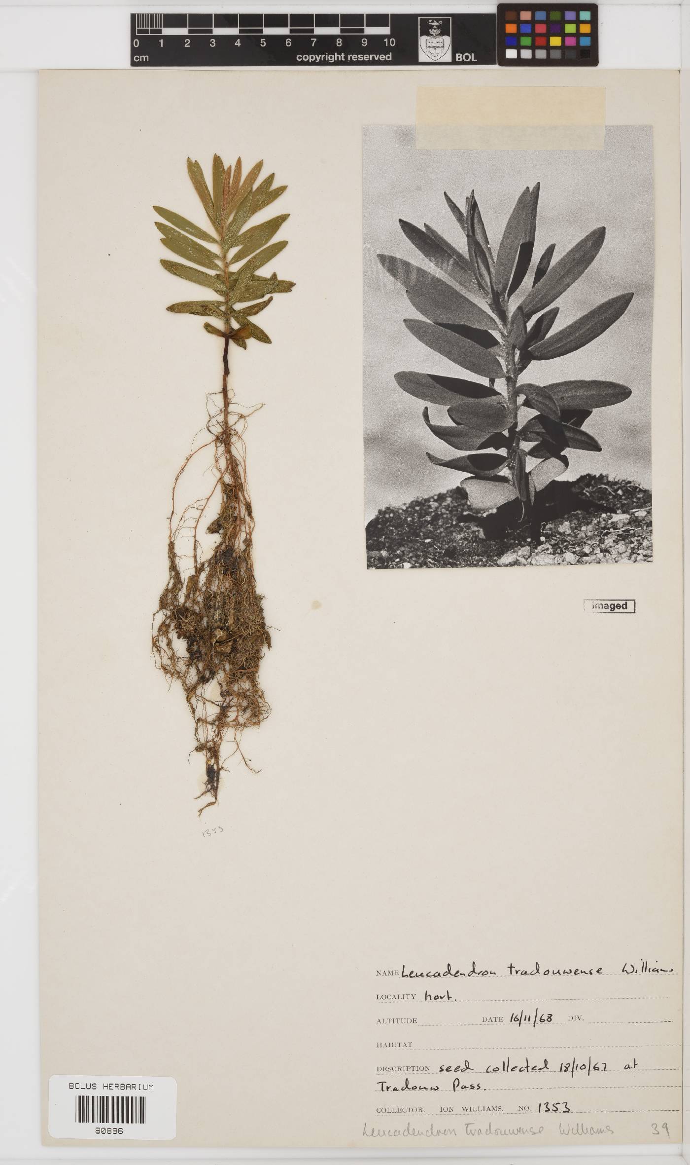 Leucadendron tradouwense image